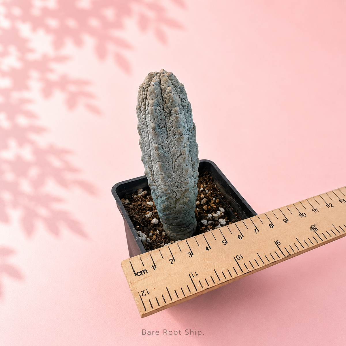 Euphorbia abdelkuri ‘Concrete Sticks’