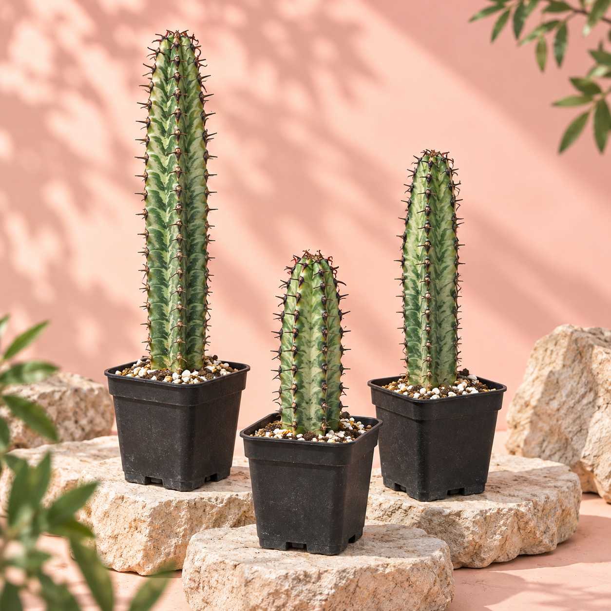 Euphorbia confinalis ssp. rhodesiaca ‘Zebra’ 