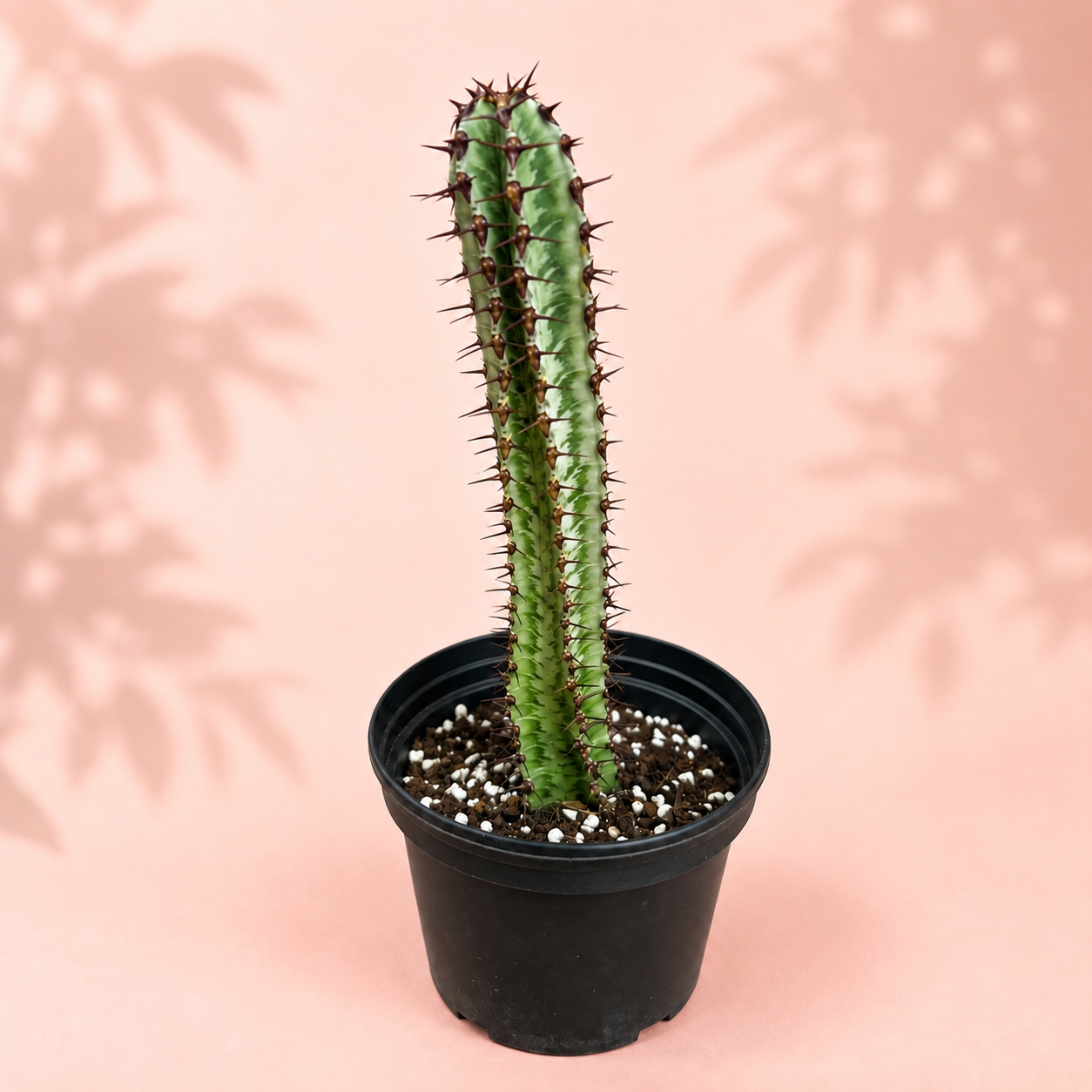 Euphorbia confinalis ssp. rhodesiaca ‘Zebra’ 