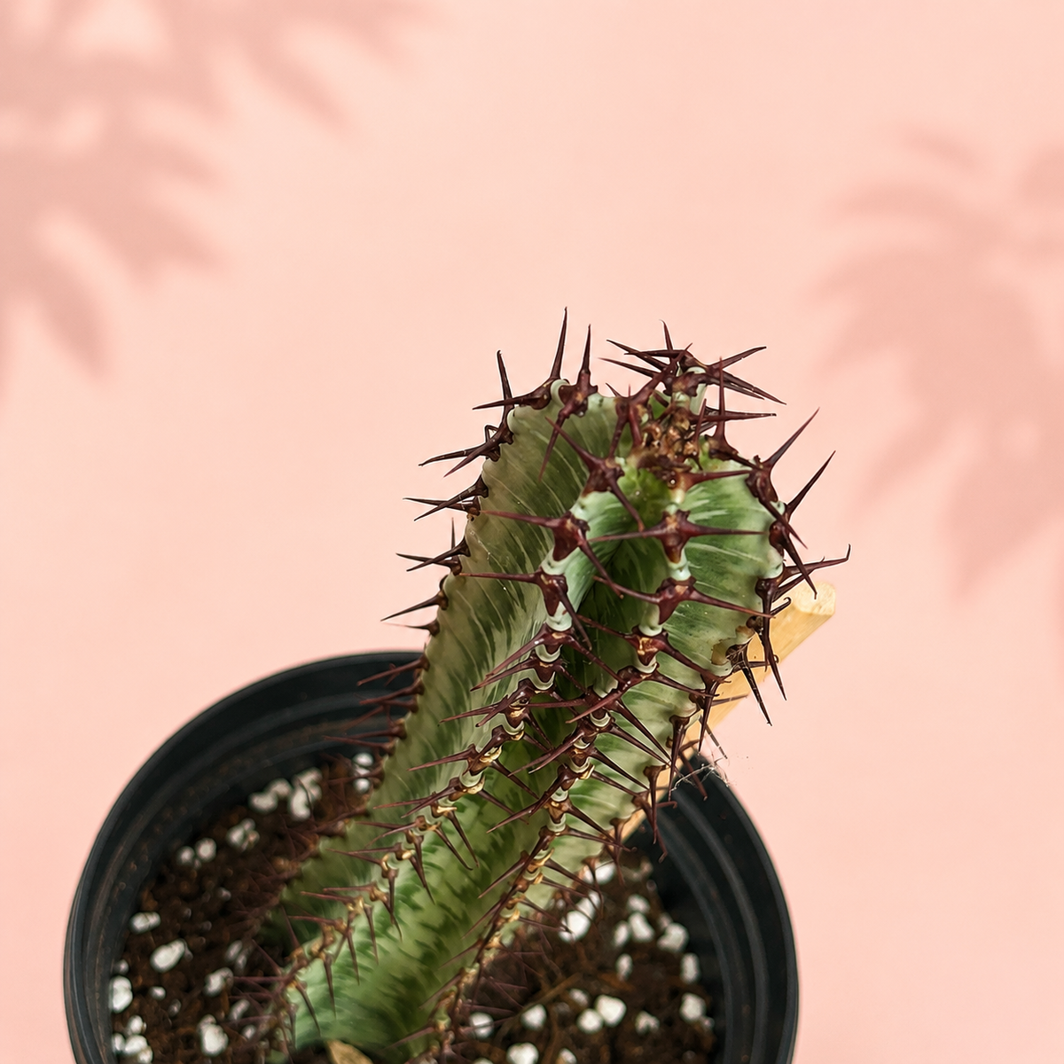 Euphorbia confinalis ssp. rhodesiaca ‘Zebra’ 