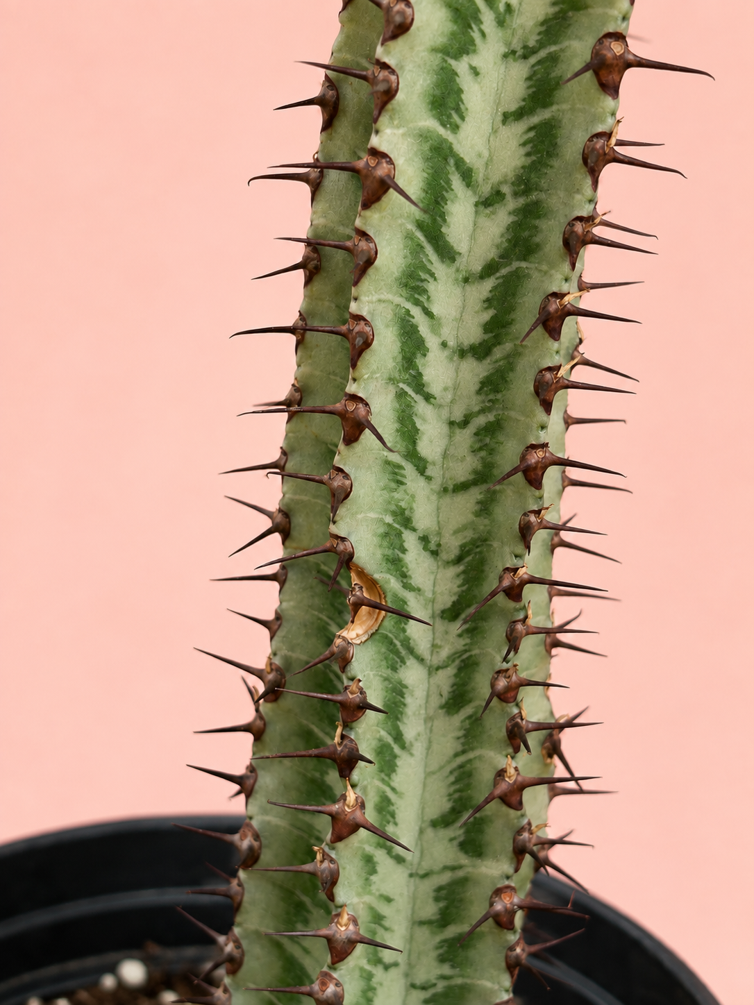 Euphorbia confinalis ssp. rhodesiaca ‘Zebra’ 