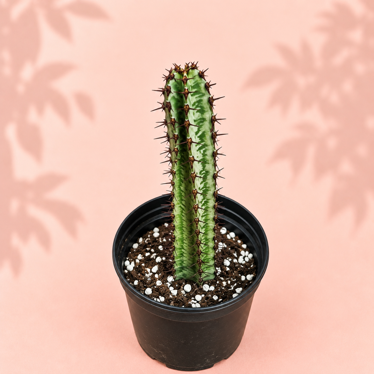 Euphorbia confinalis ssp. rhodesiaca ‘Zebra’ 