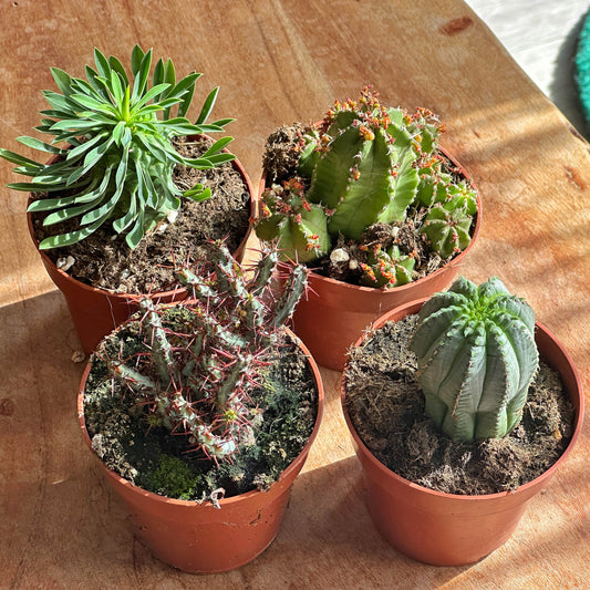 Euphorbia fimbriata/Sotesa Kirin/frankii/Aeruginosa - 0