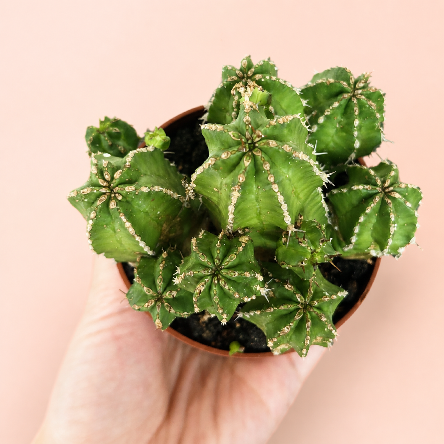 Euphorbia frankii Clustered Succulent Live Plant in 8cm Pot