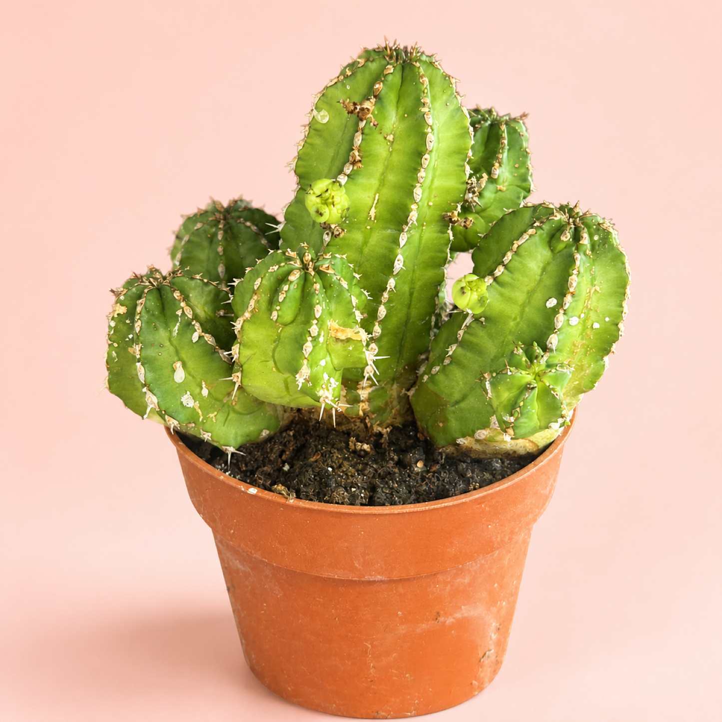 Euphorbia frankii Clustered Succulent Live Plant in 8cm Pot