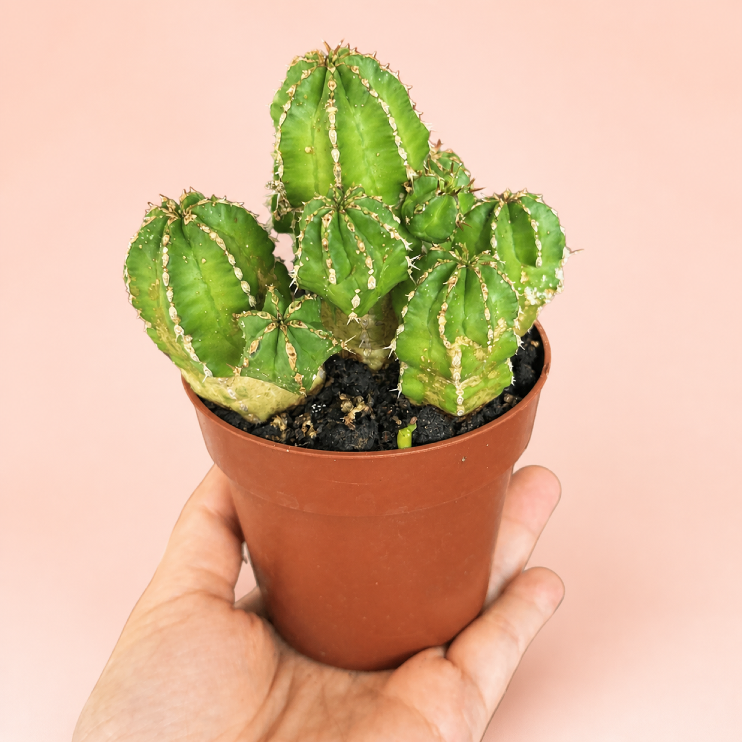 Euphorbia frankii Clustered Succulent Live Plant in 8cm Pot