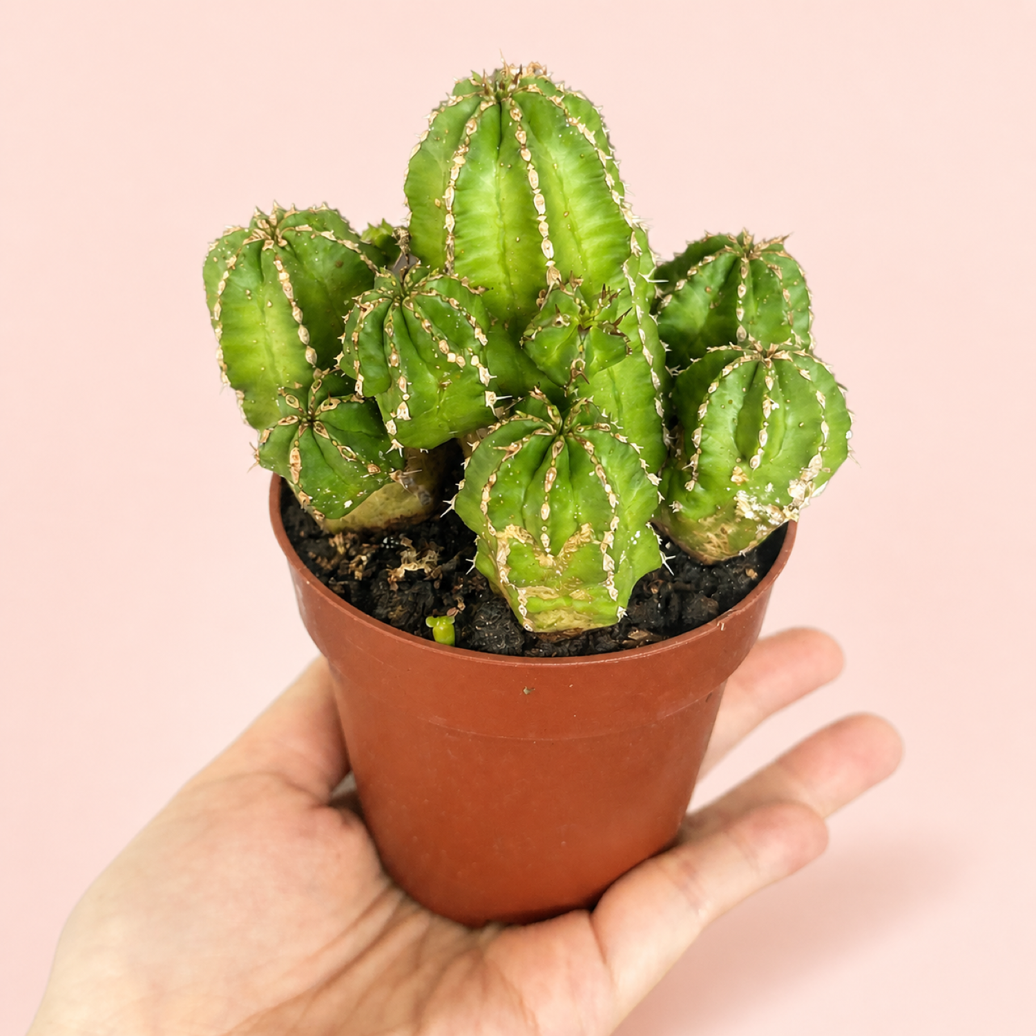 Euphorbia frankii Clustered Succulent Live Plant in 8cm Pot
