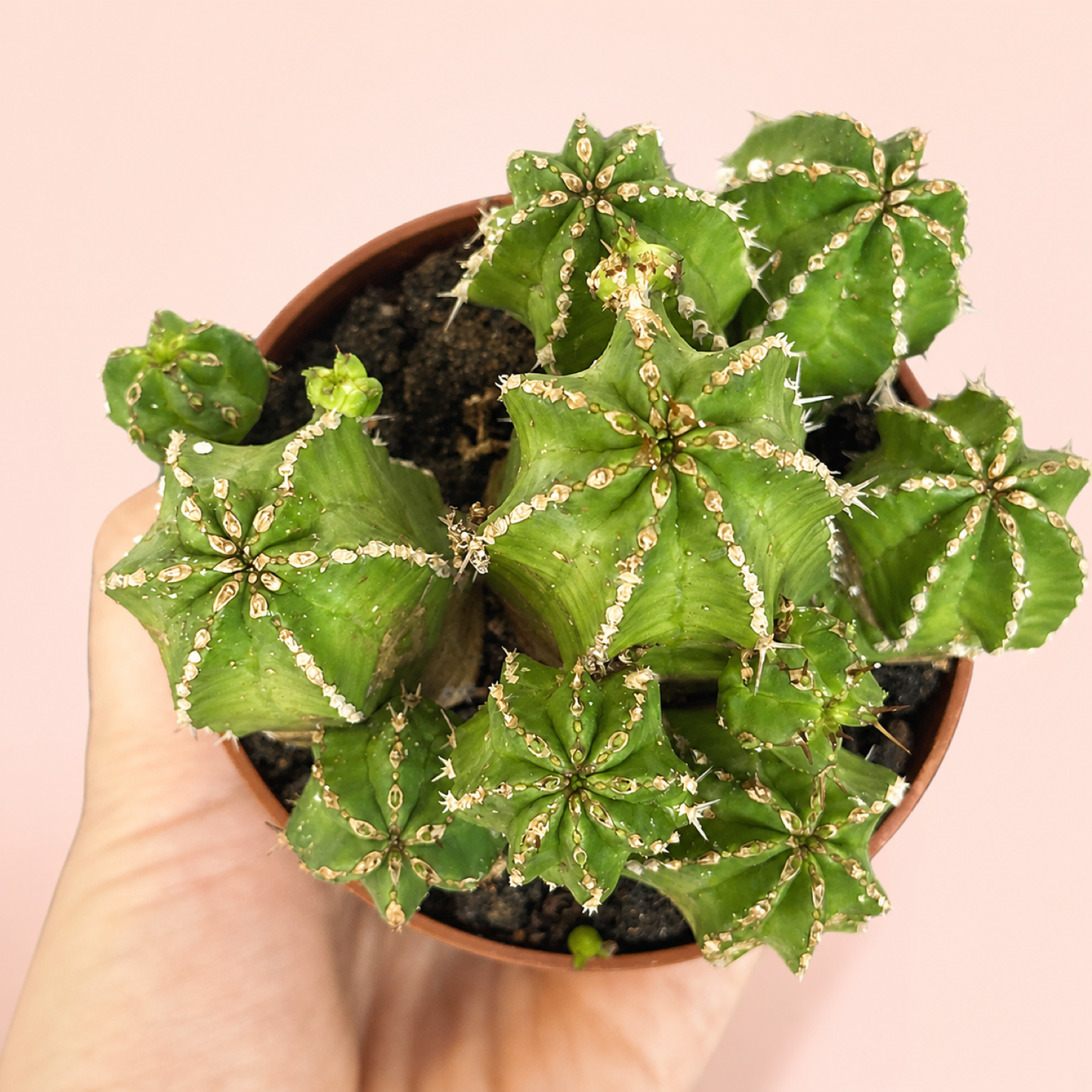 Euphorbia frankii Clustered Succulent Live Plant in 8cm Pot