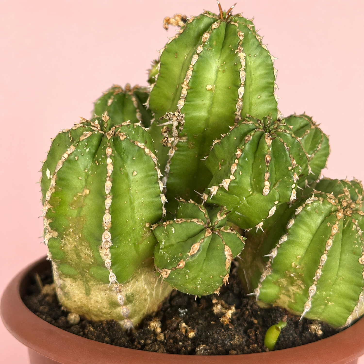 Euphorbia frankii Clustered Succulent Live Plant in 8cm Pot