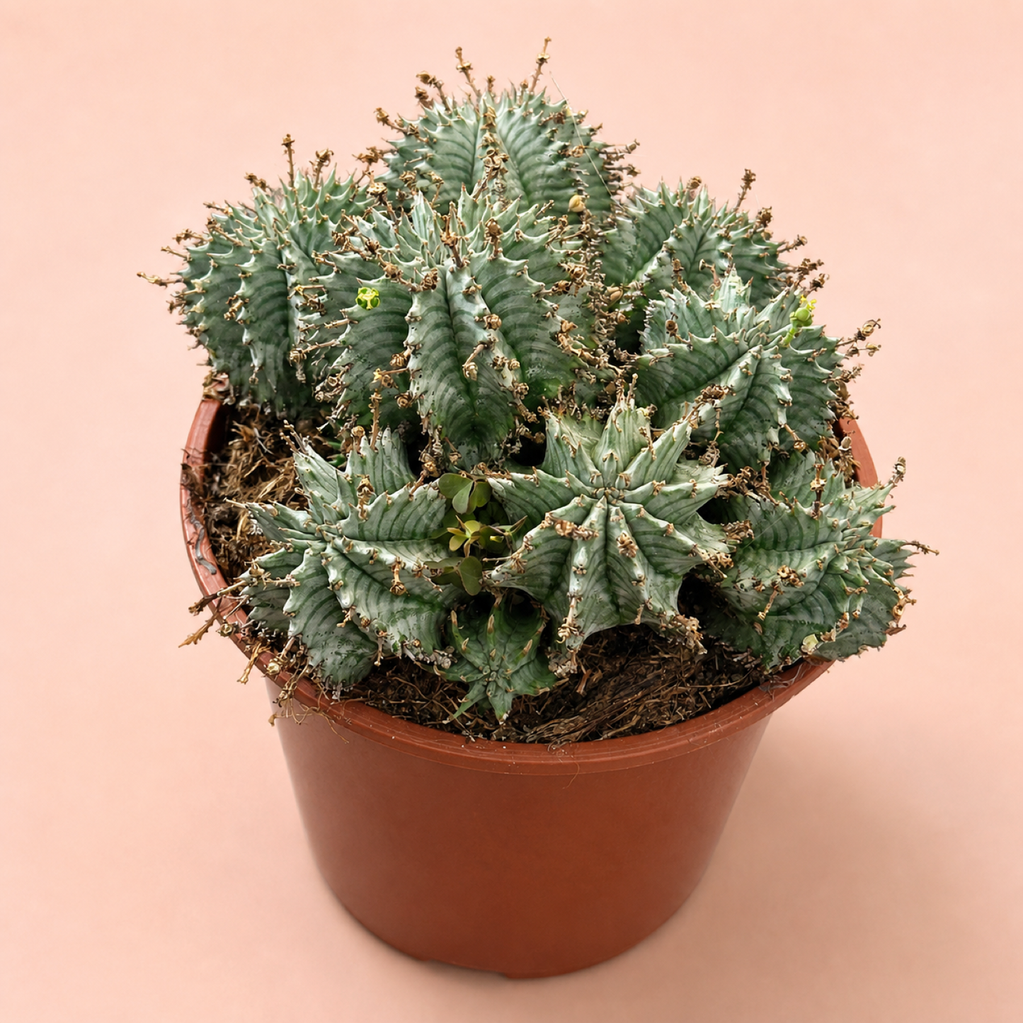 Euphorbia horrida alba Multi Head Live Succulent in 17cm Pot
