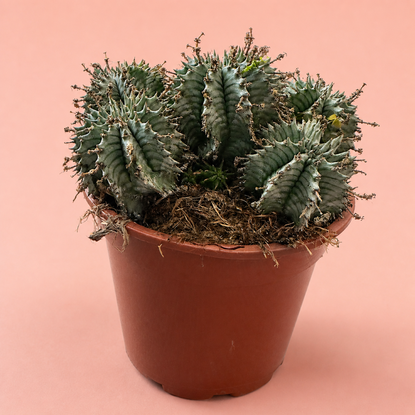 Euphorbia horrida alba Multi Head Live Succulent in 17cm Pot