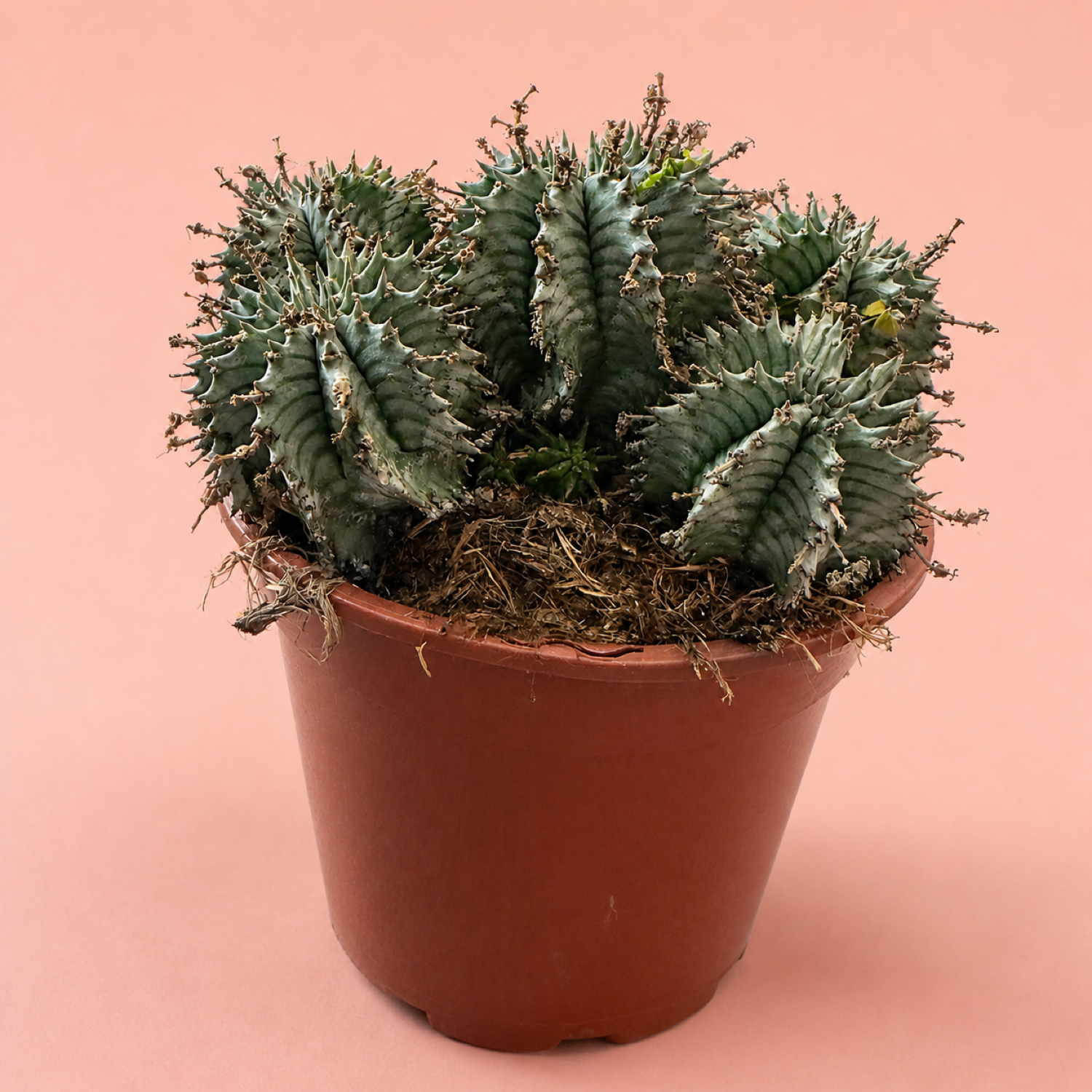 Euphorbia horrida alba Multi Head Live Succulent in 17cm Pot