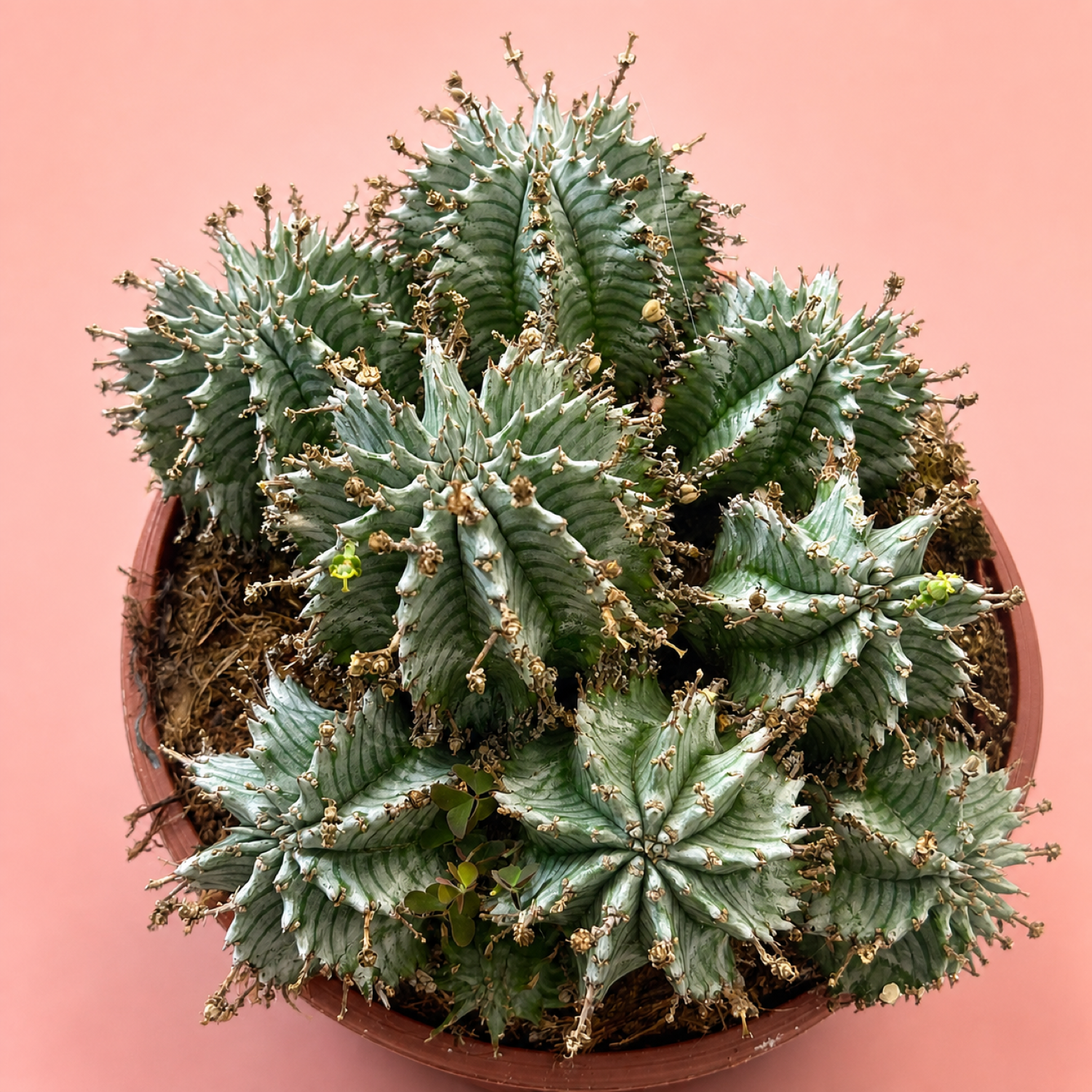 Euphorbia horrida alba Multi Head Live Succulent in 17cm Pot
