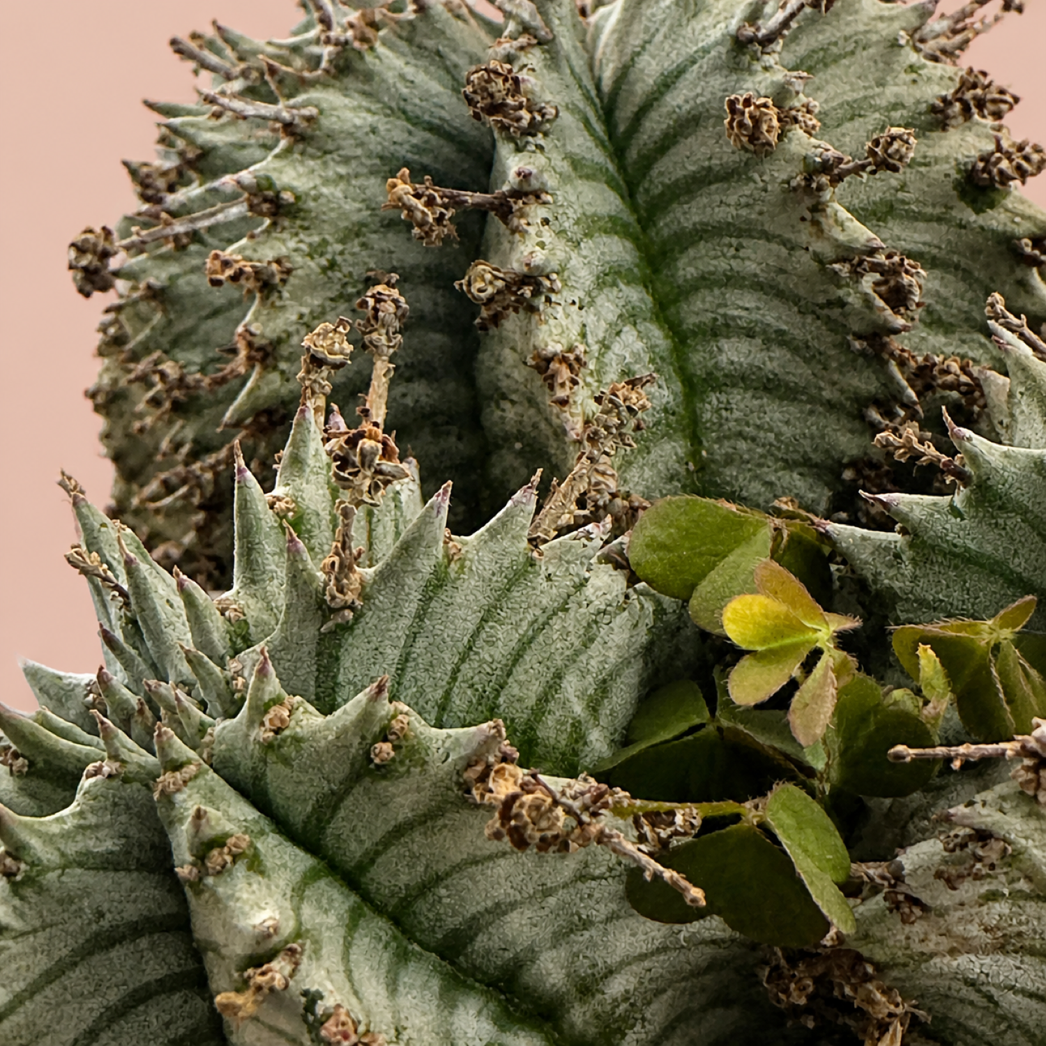 Euphorbia horrida alba Multi Head Live Succulent in 17cm Pot