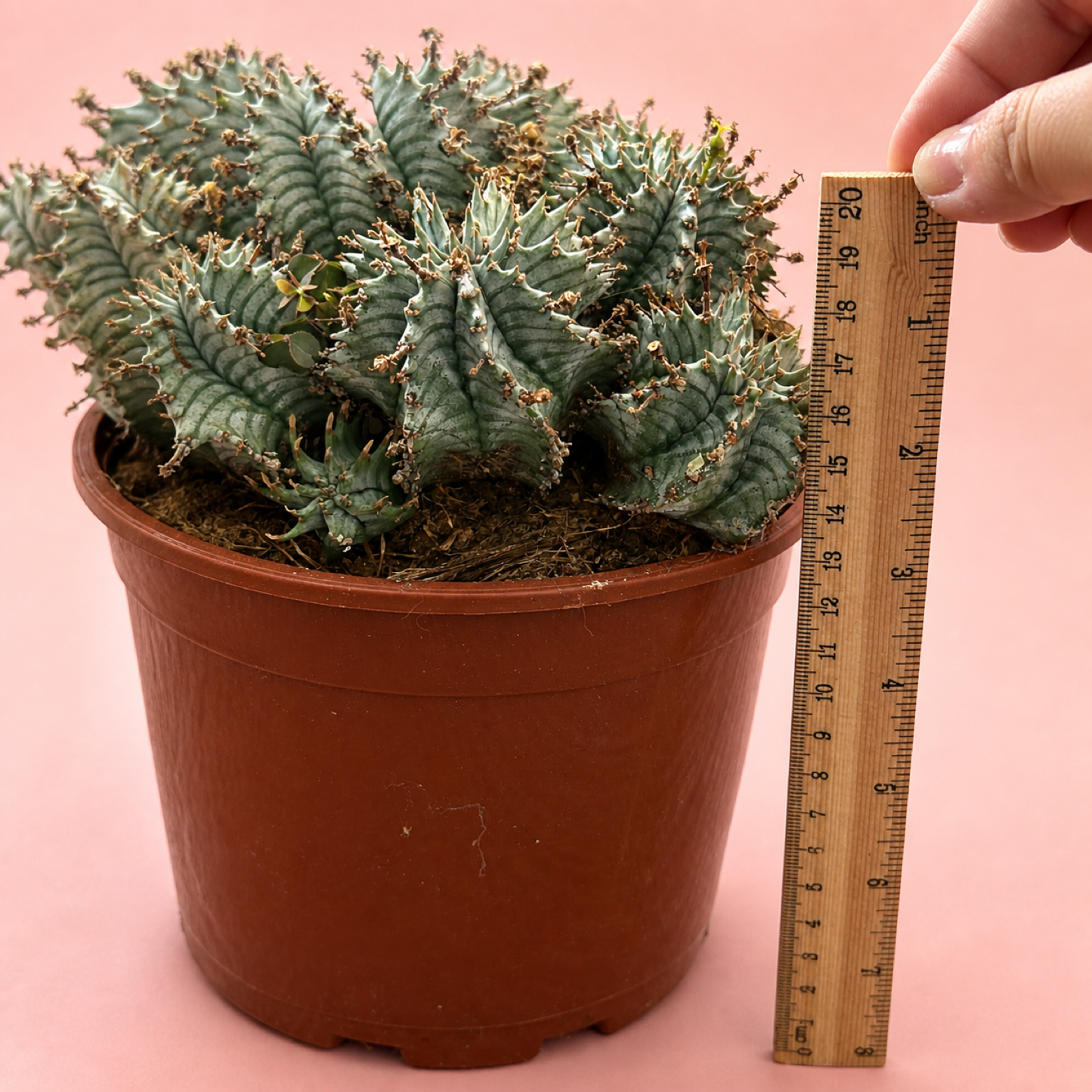 Euphorbia horrida alba Multi Head Live Succulent in 17cm Pot