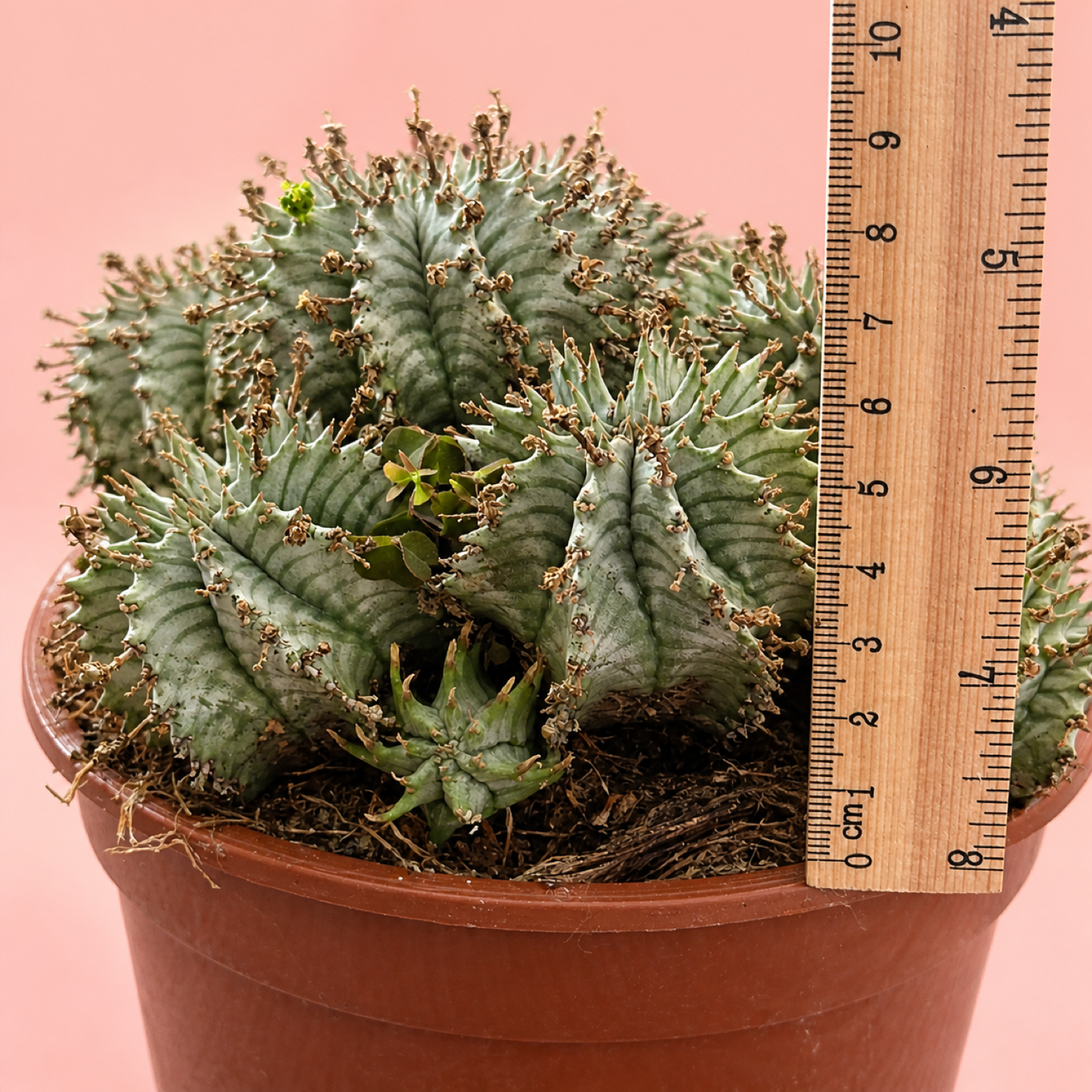 Euphorbia horrida alba Multi Head Live Succulent in 17cm Pot