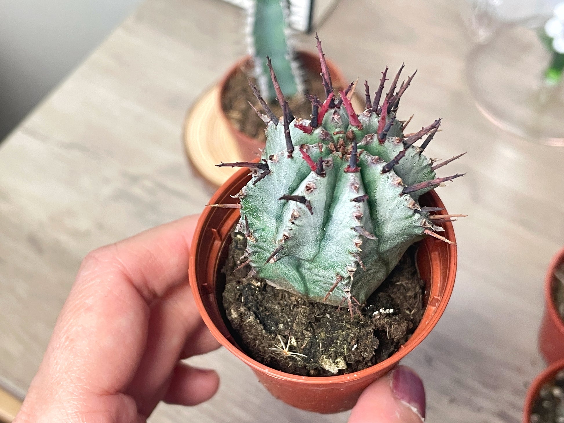 Euphorbia obesa/polygona/horrida/Polyacantha - 0