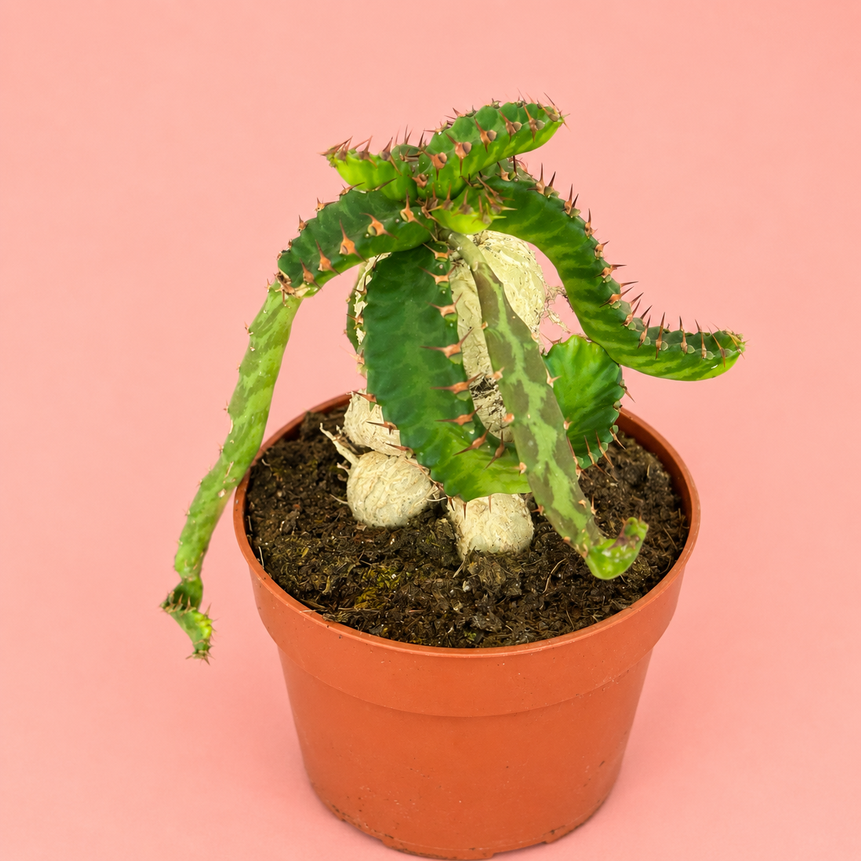 Euphorbia stellata Caudex Succulent Live Plant in 8.5cm Pot