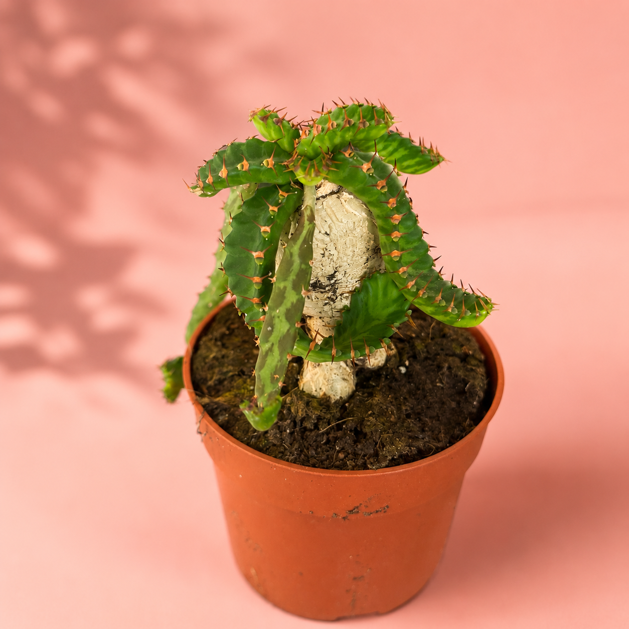 Euphorbia stellata Caudex Succulent Live Plant in 8.5cm Pot