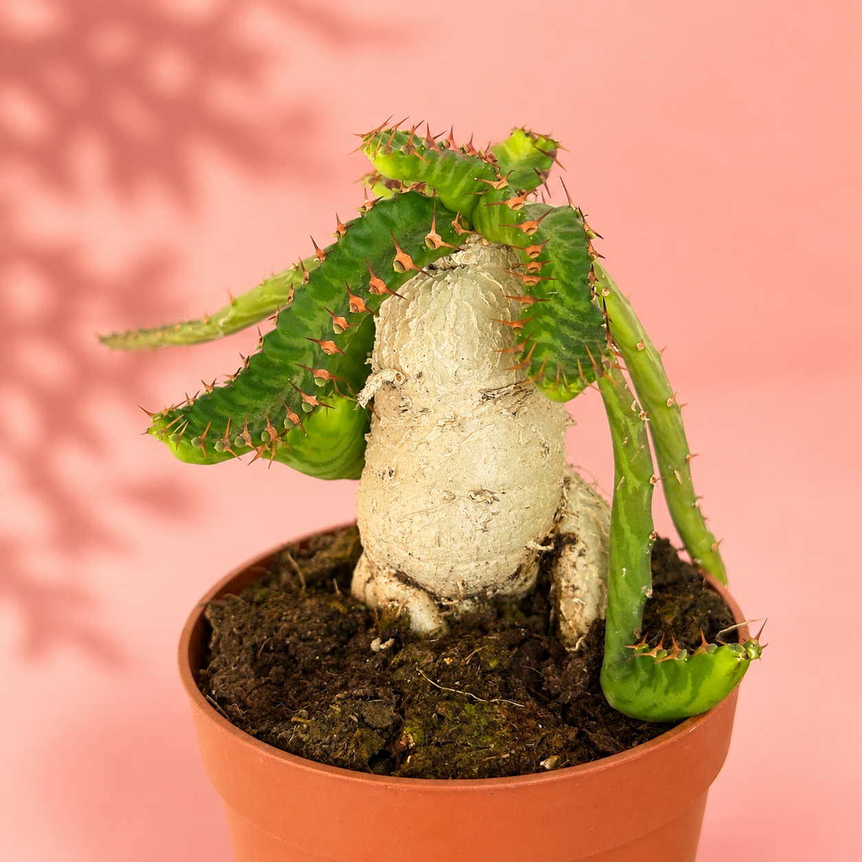 Euphorbia stellata Caudex Succulent Live Plant in 8.5cm Pot