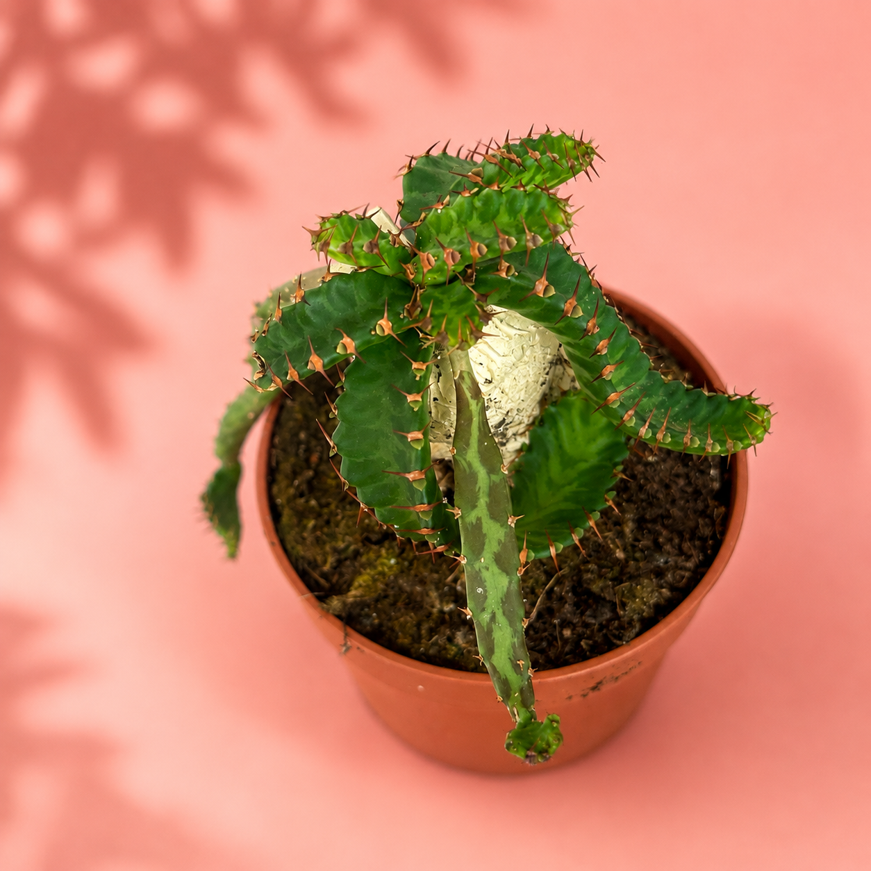 Euphorbia stellata Caudex Succulent Live Plant in 8.5cm Pot