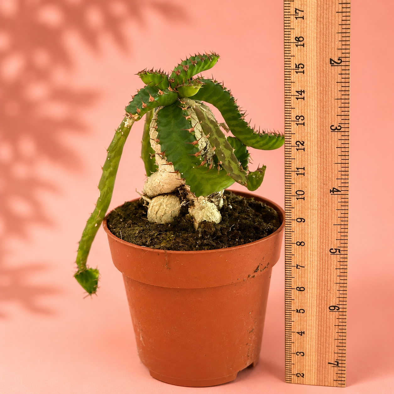 Euphorbia stellata Caudex Succulent Live Plant in 8.5cm Pot