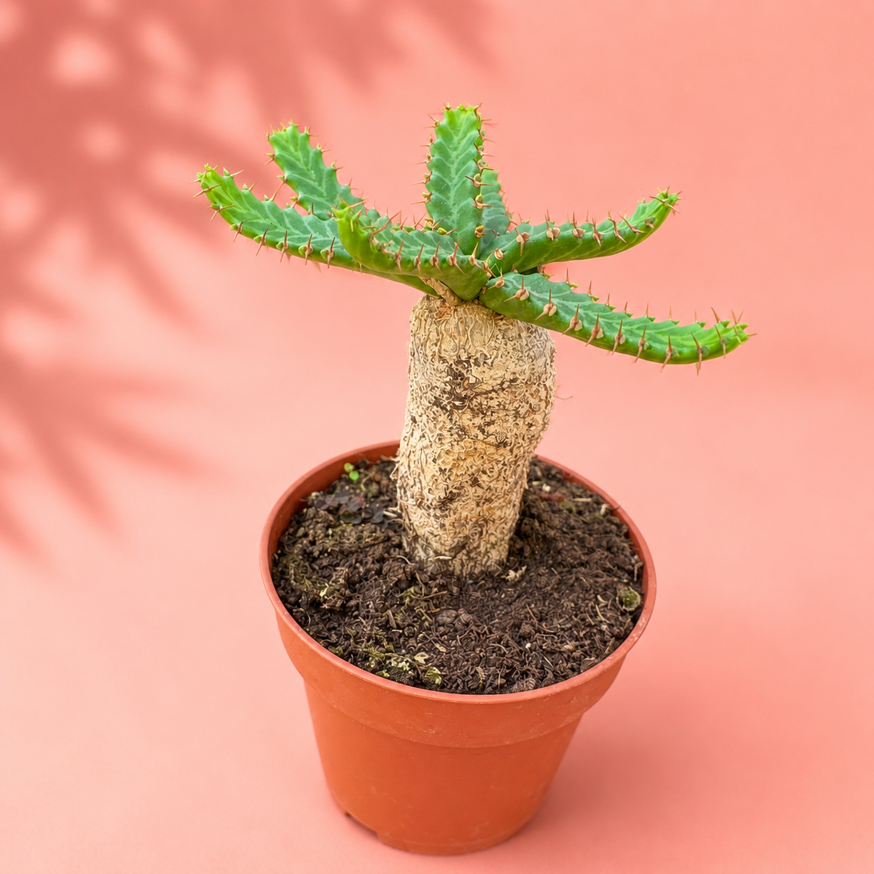 Euphorbia stellata Caudex Succulent Live Plant in 8.5cm Pot