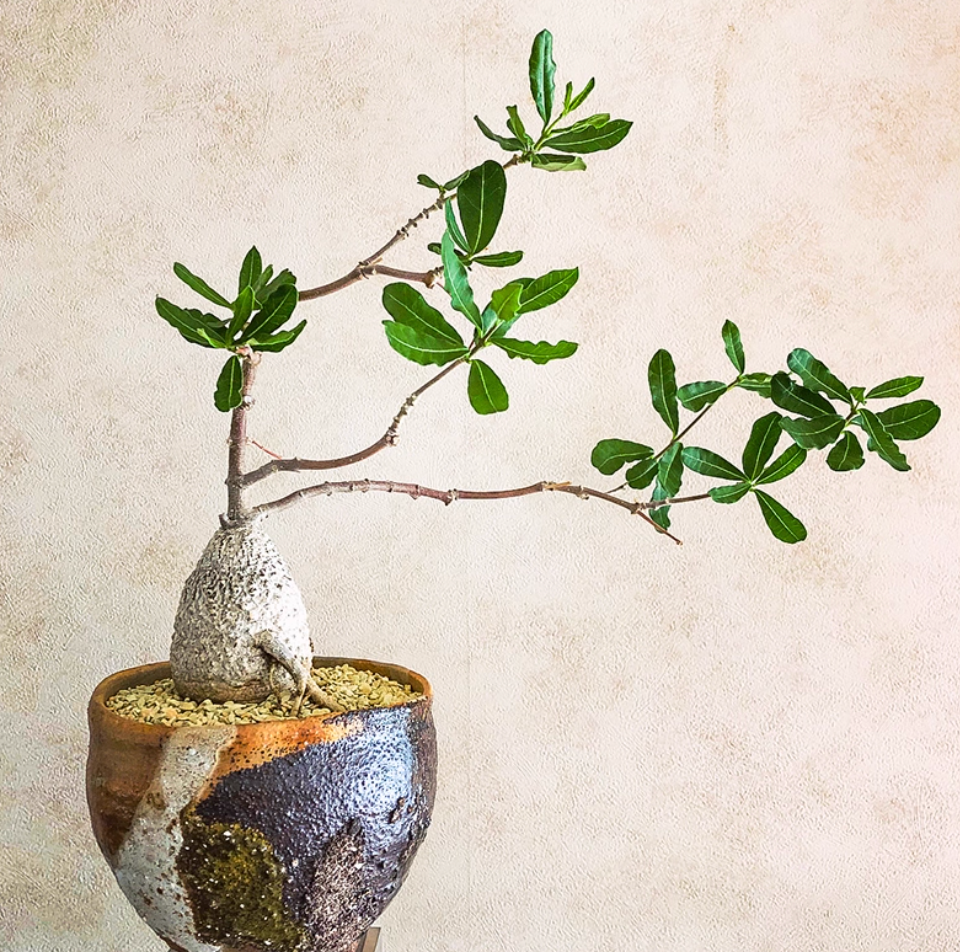 Fockea edula – Unique Caudex Plant