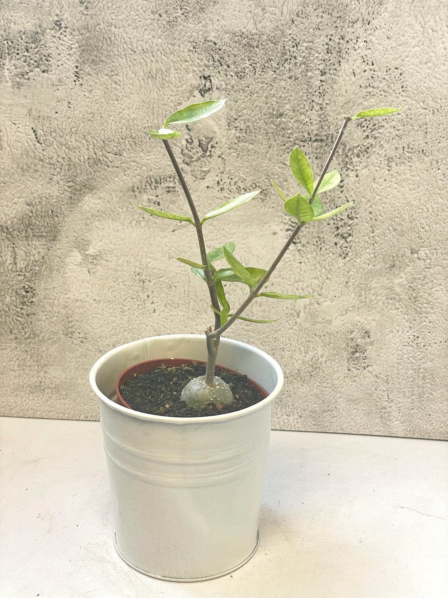 Fockea edula – Unique Caudex Plant