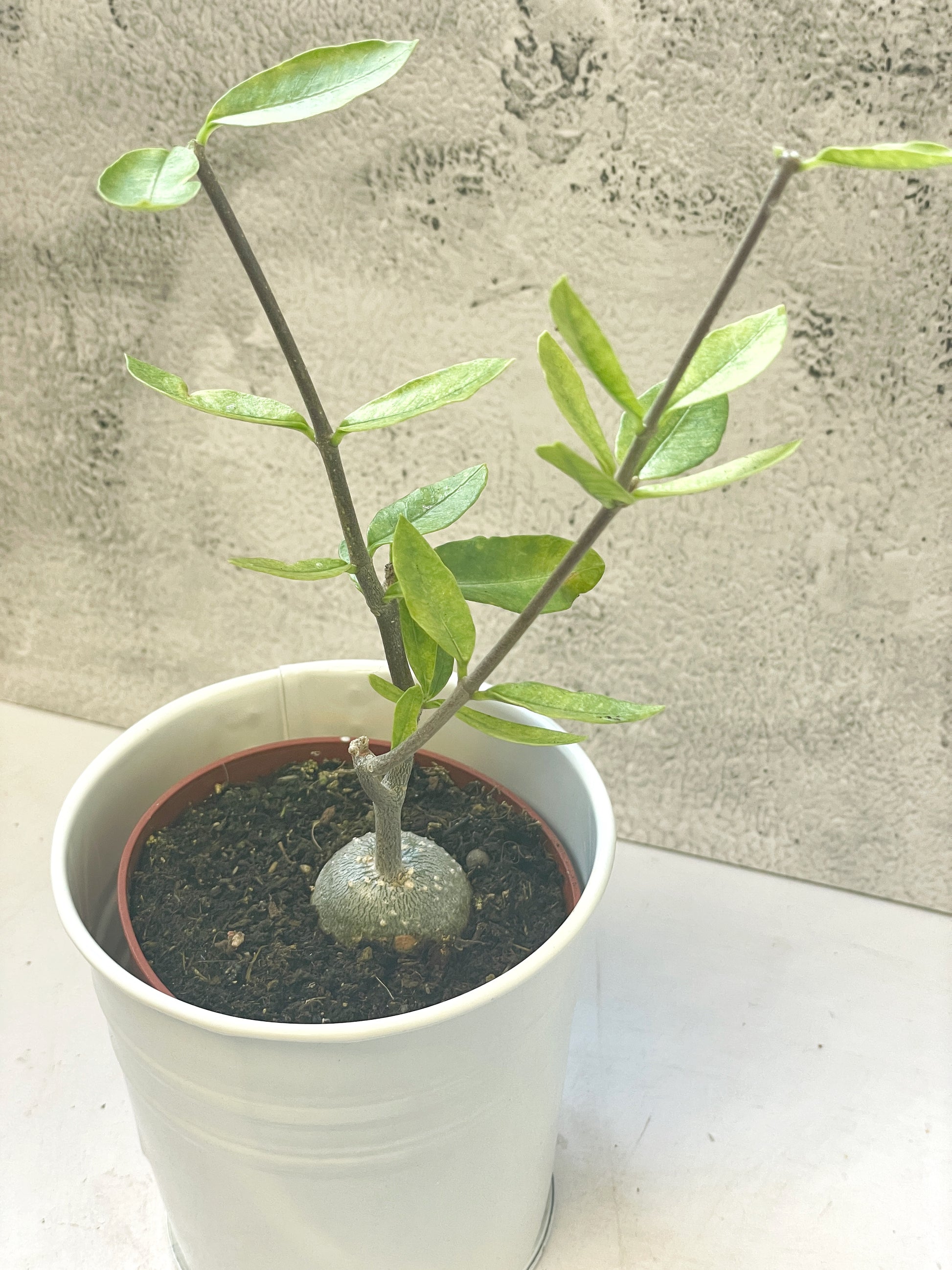 Fockea edula – Unique Caudex Plant