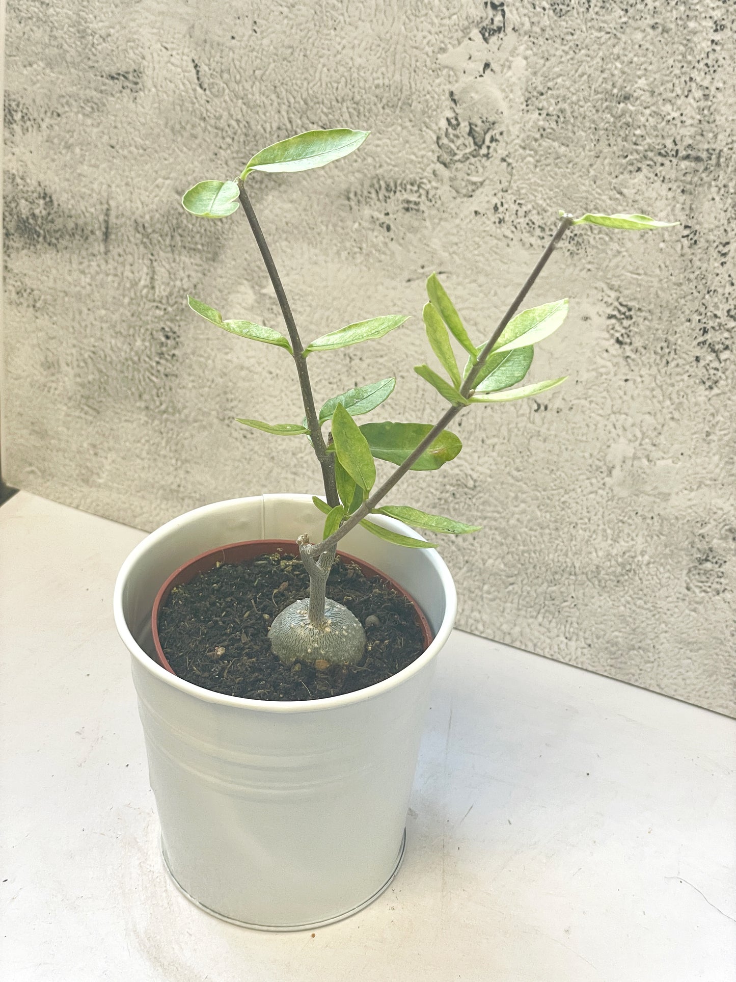 Fockea edula – Unique Caudex Plant