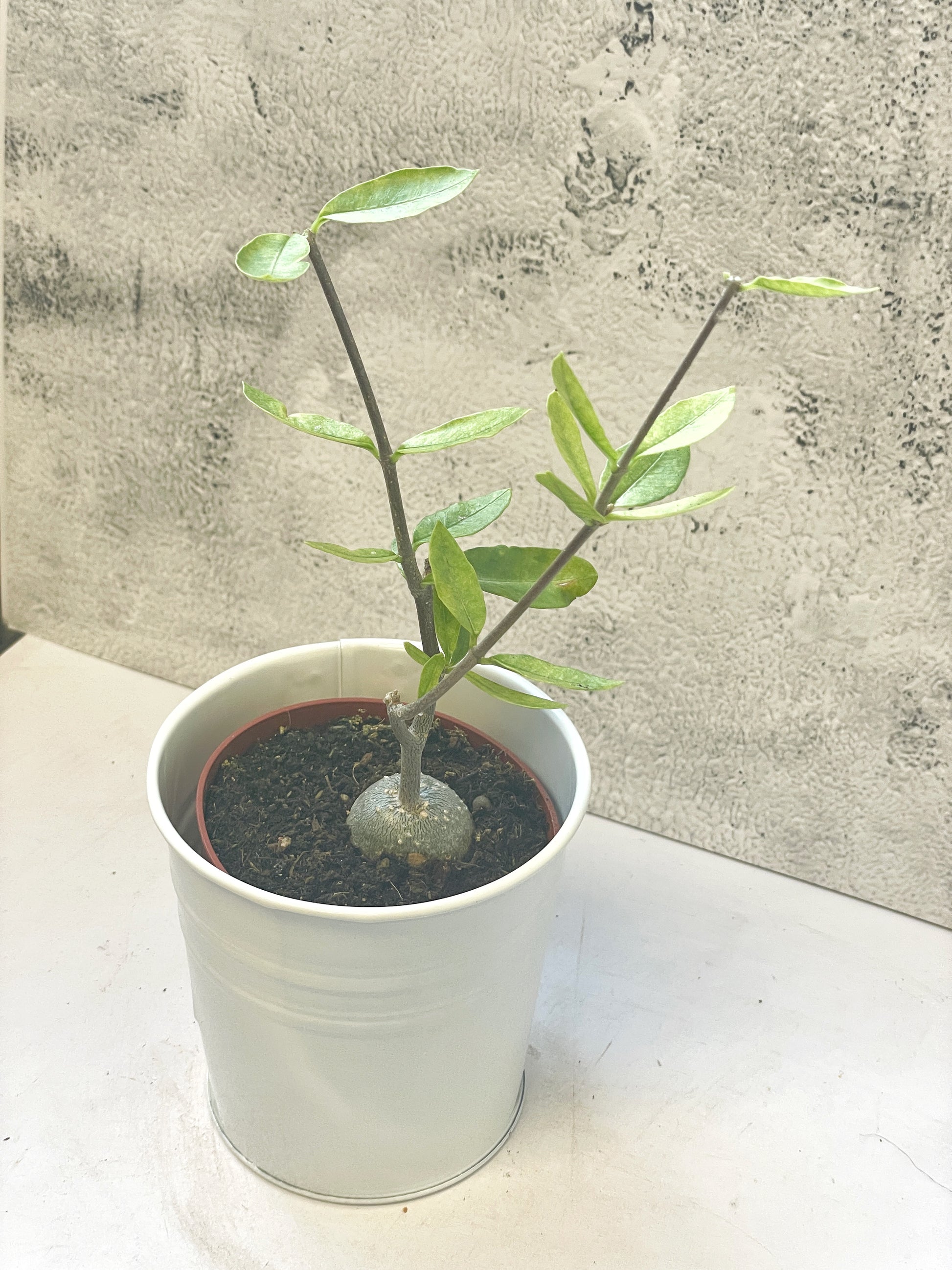 Fockea edula – Unique Caudex Plant