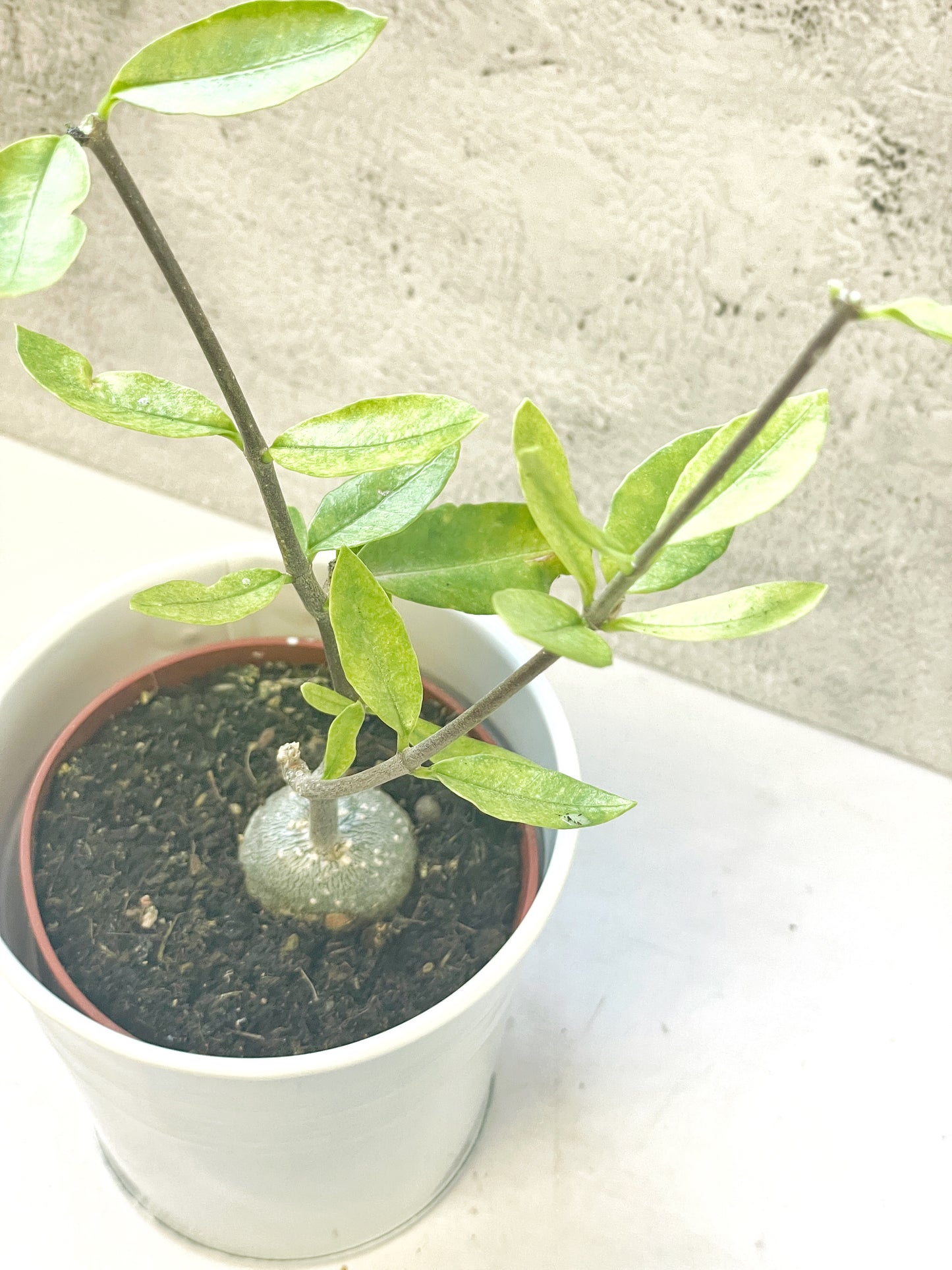 Fockea edula – Unique Caudex Plant