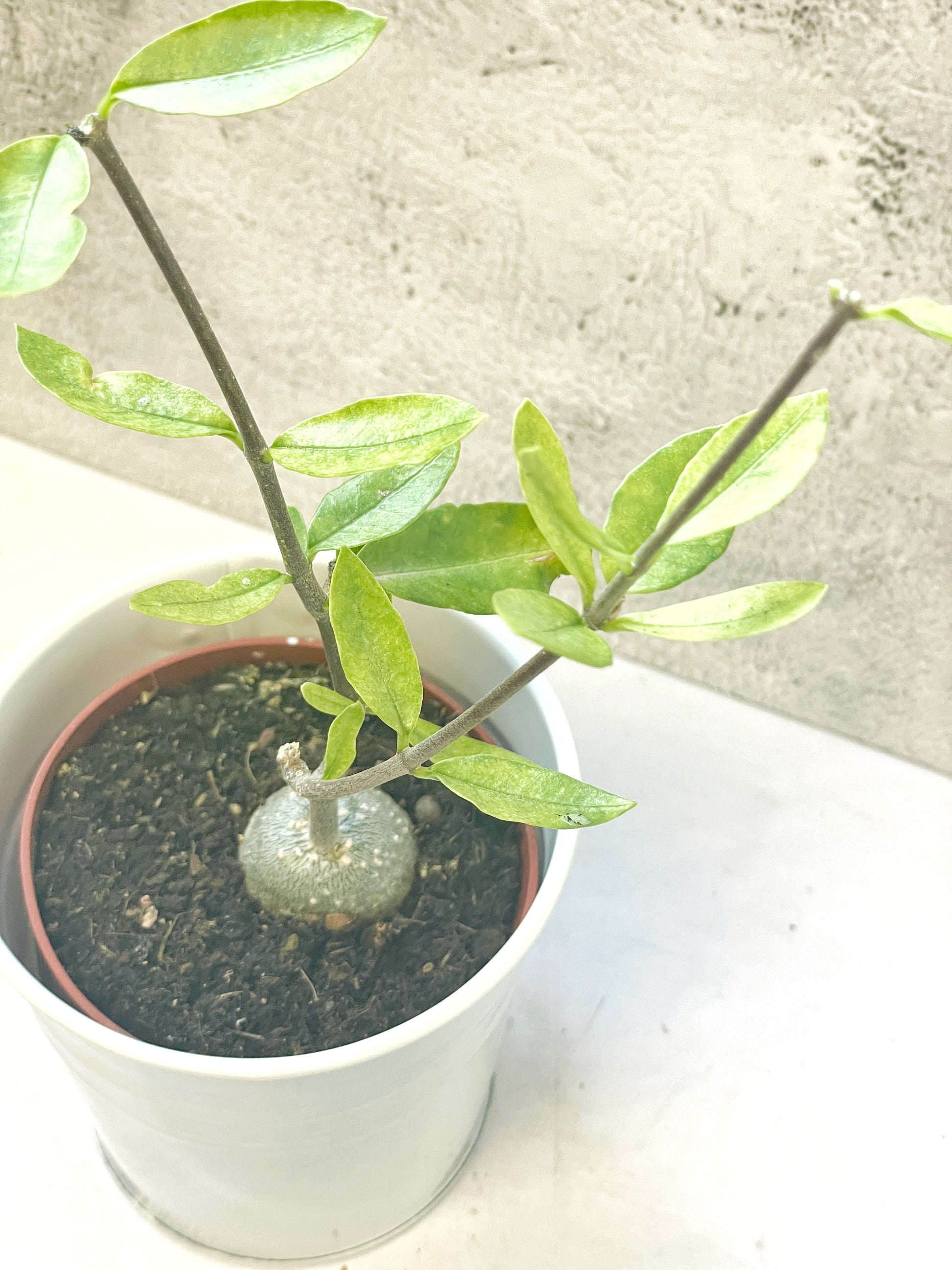 Fockea edula – Unique Caudex Plant