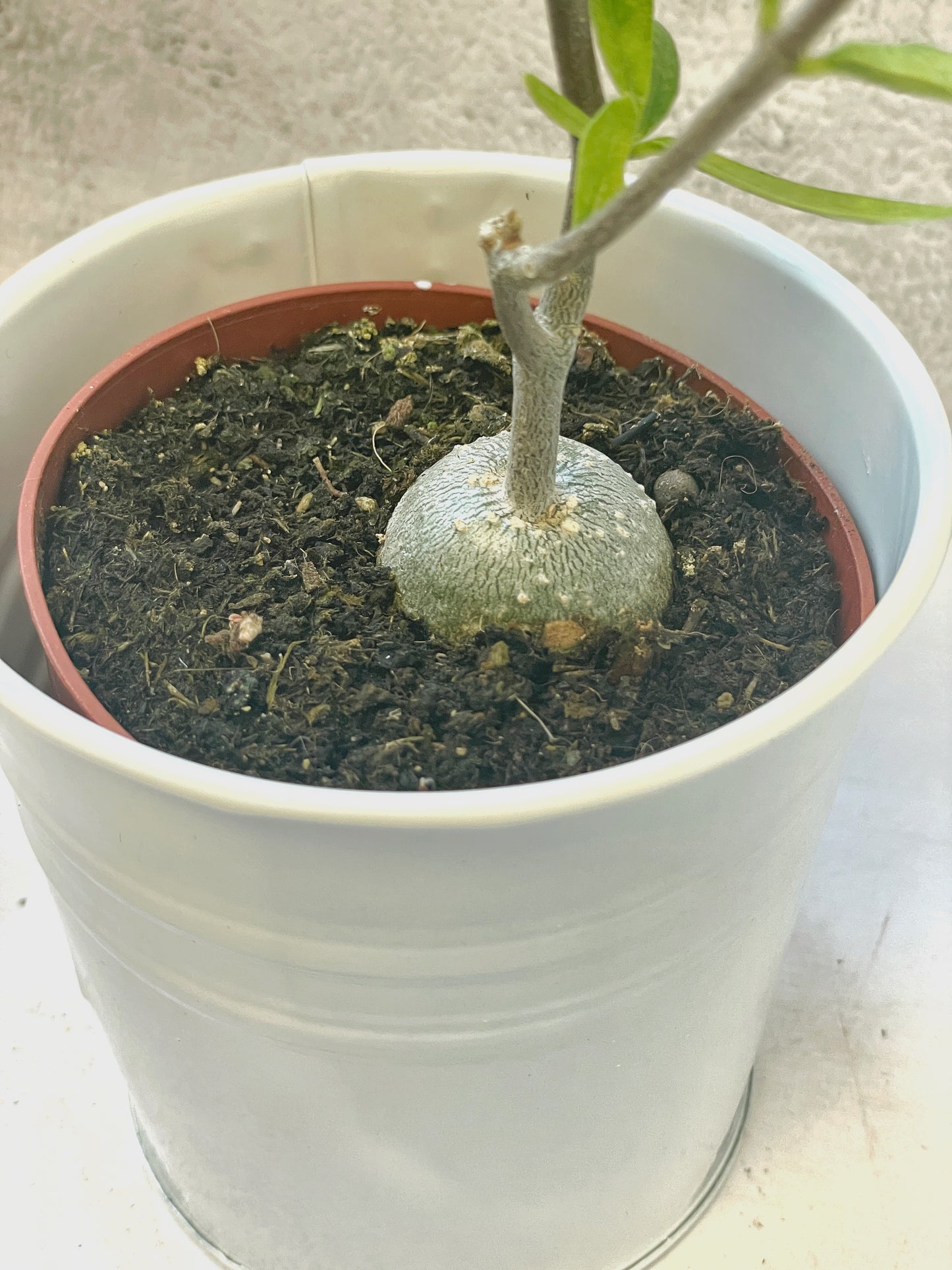 Fockea edula – Unique Caudex Plant