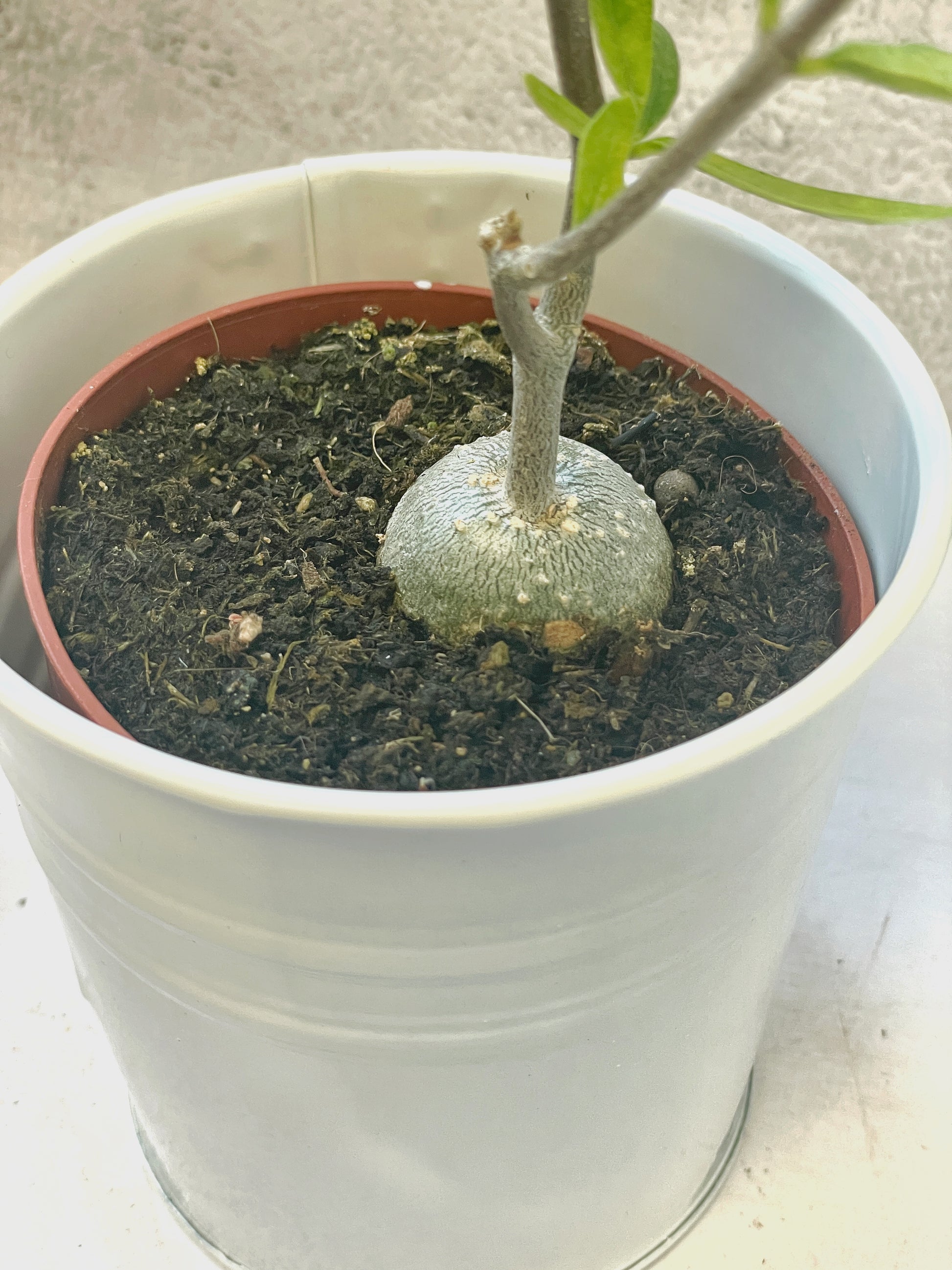 Fockea edula – Unique Caudex Plant