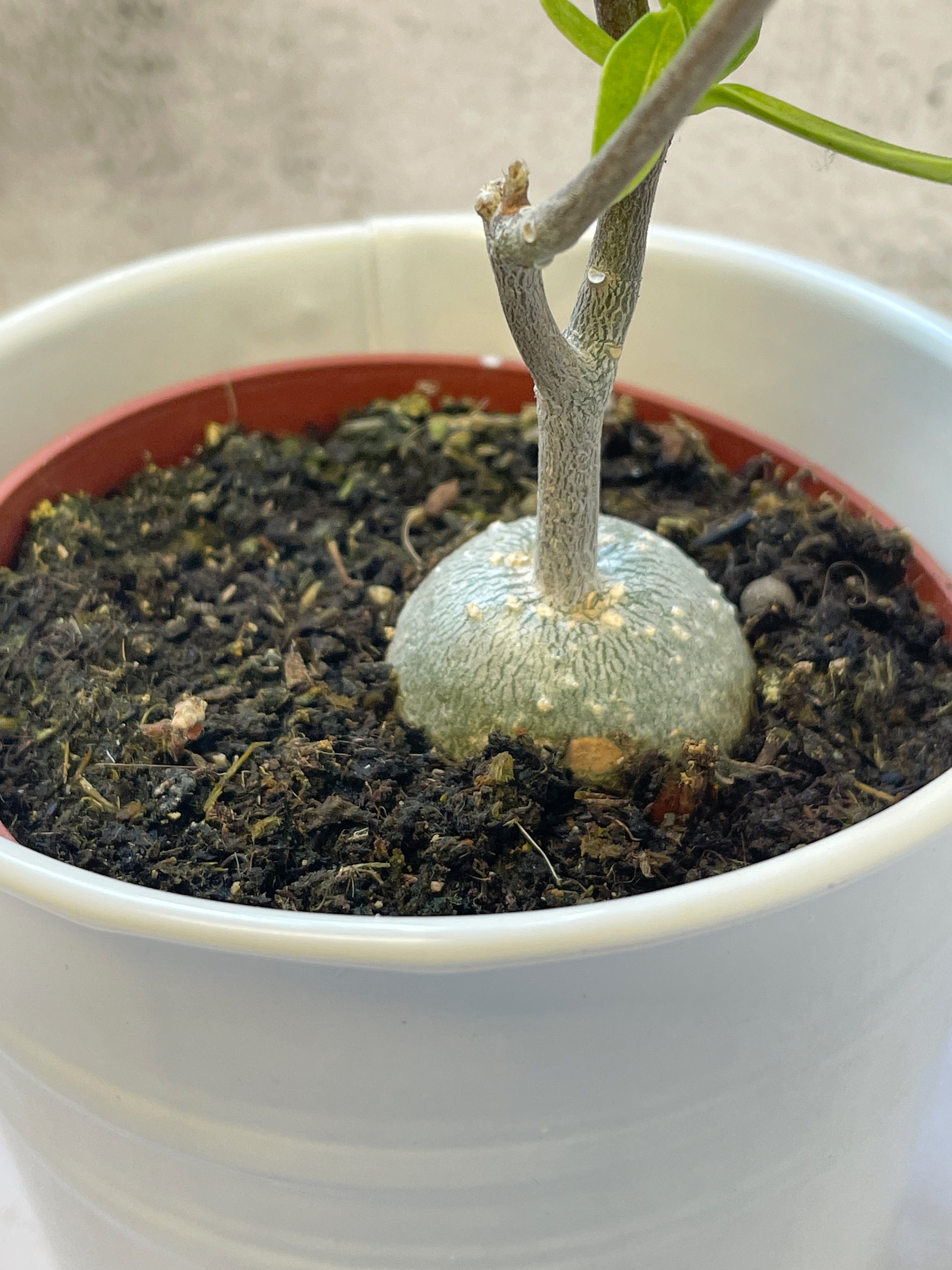 Fockea edula – Unique Caudex Plant