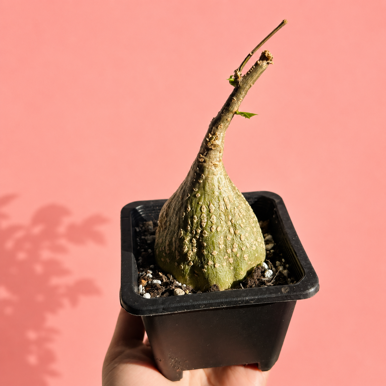 Gerrardanthus macrorhizus | Stephania Erecta Look-Alike 4-6cm | Rare Caudex Plant | Bare Root
