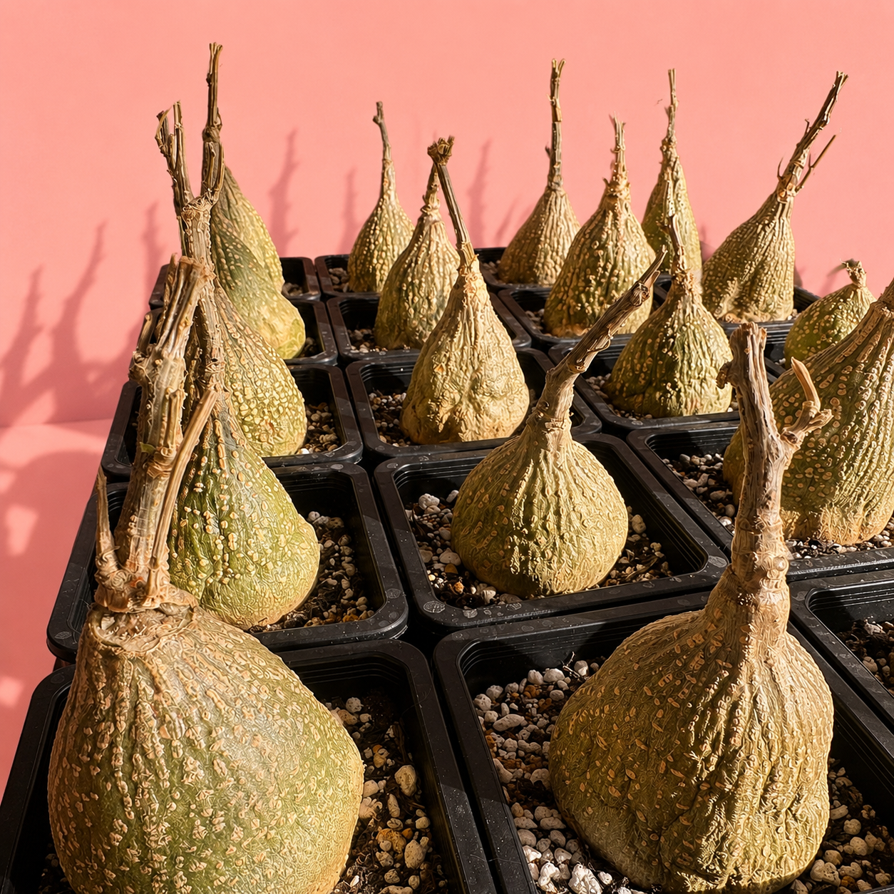 Gerrardanthus macrorhizus | Stephania Erecta Look-Alike 4-6cm | Rare Caudex Plant | Bare Root