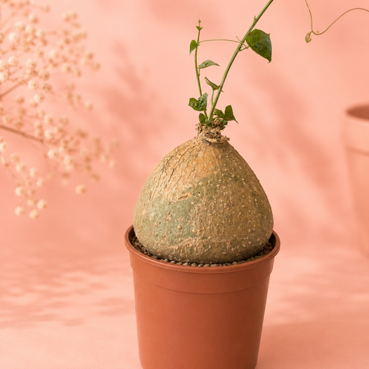 Caudex Collection | Rare Caudex Plants | Chic Chic Plants – Chic