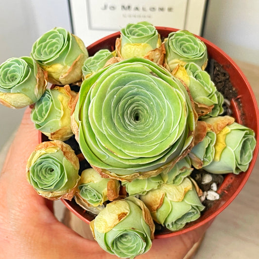 Green Mountain Rose Succulent 0