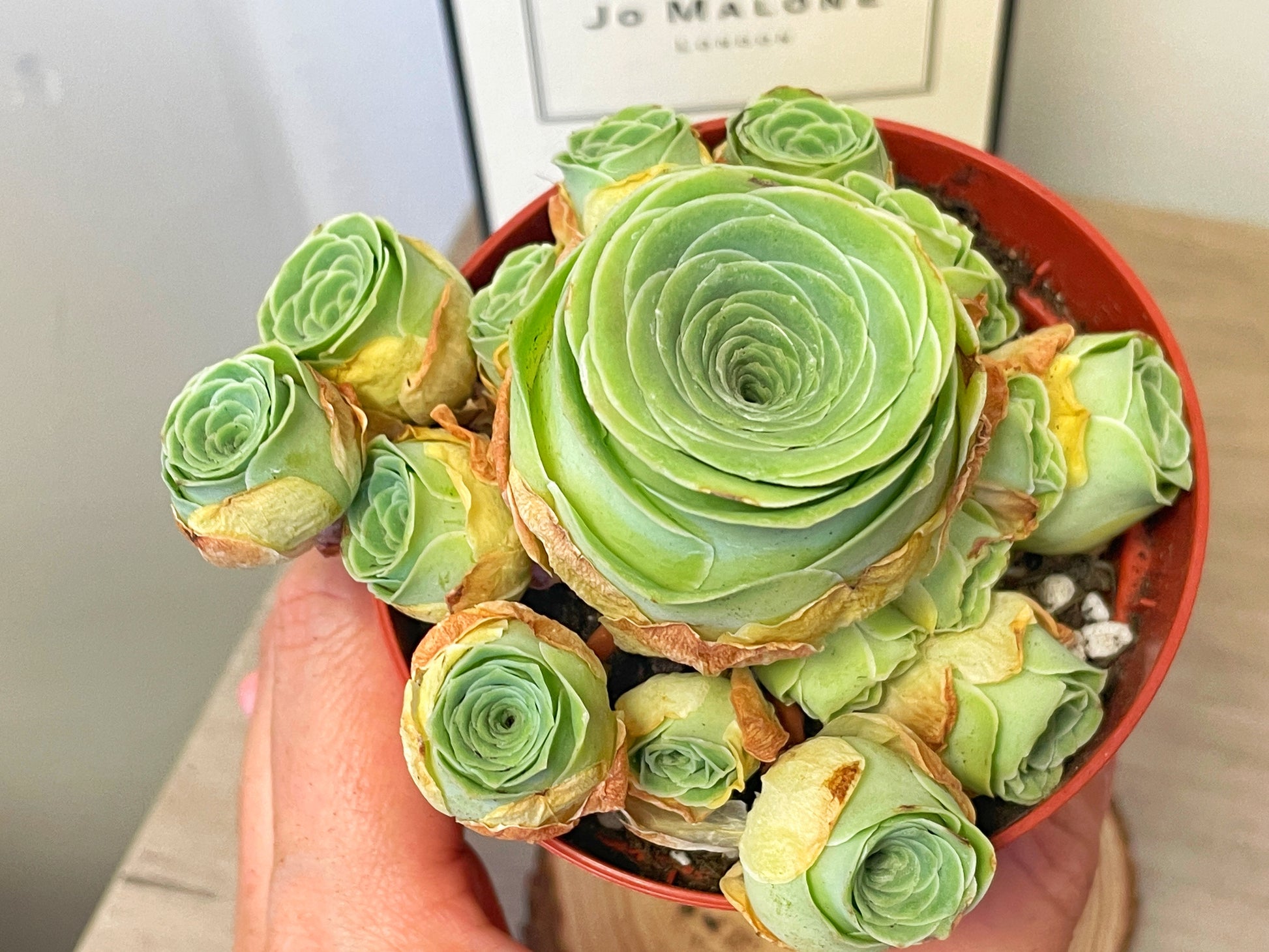 Green Mountain Rose Succulent 0