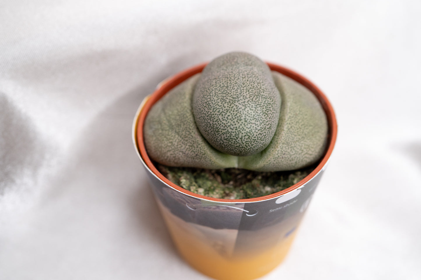 2 varieties Green Pleiospilos Nelii - Lithops Succulents House Plant