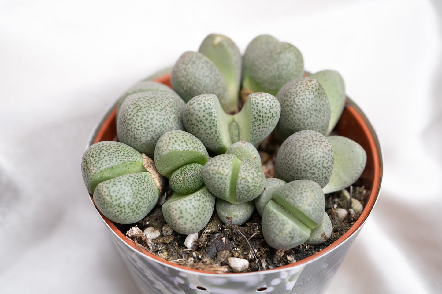 2 varieties Green Pleiospilos Nelii - Lithops Succulents House Plant