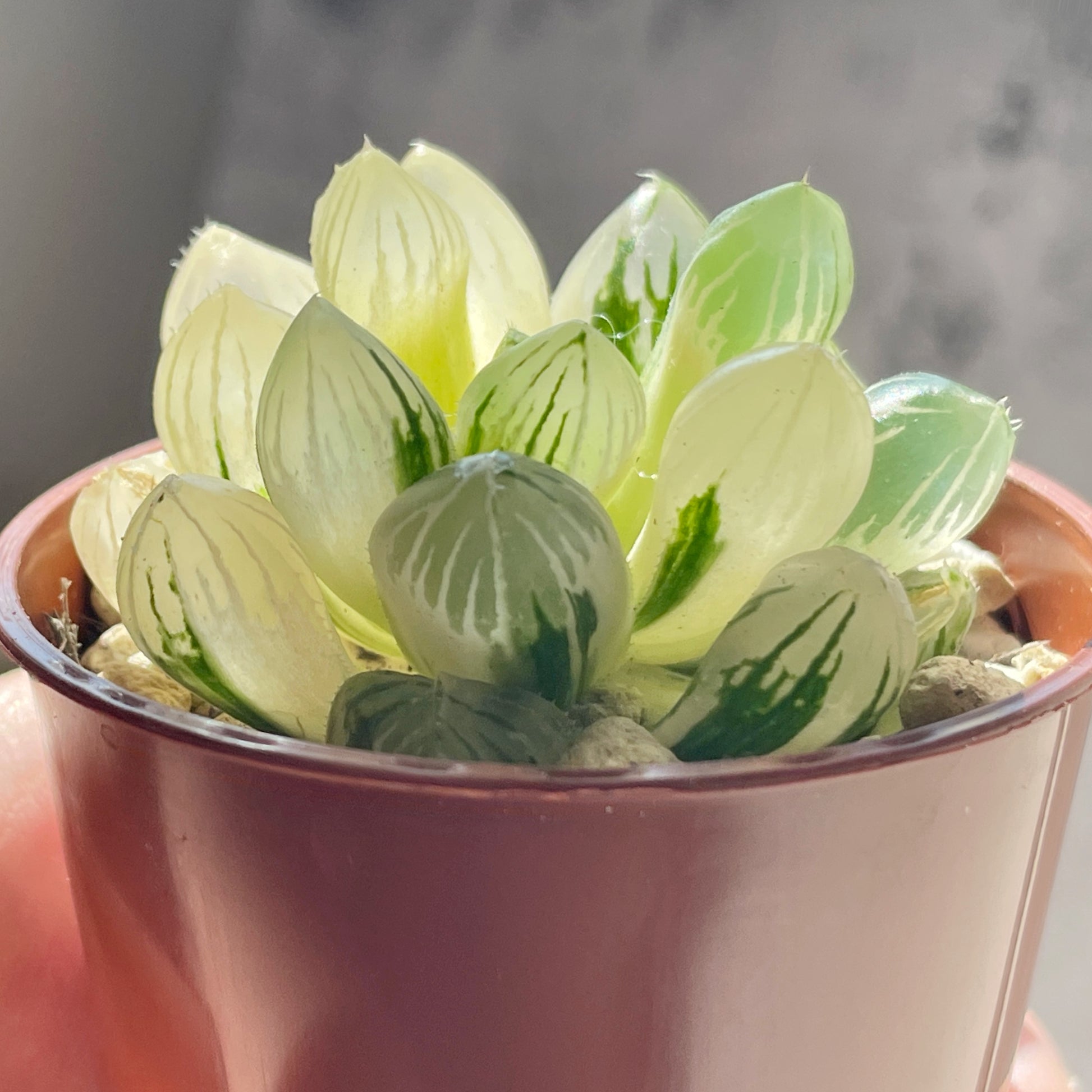 Haworthia Cooperi var Truncata Variegated - 