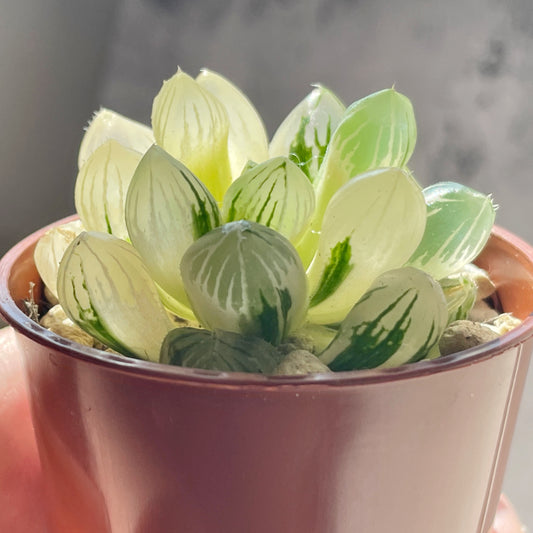 Haworthia Cooperi var Truncata Variegated - 