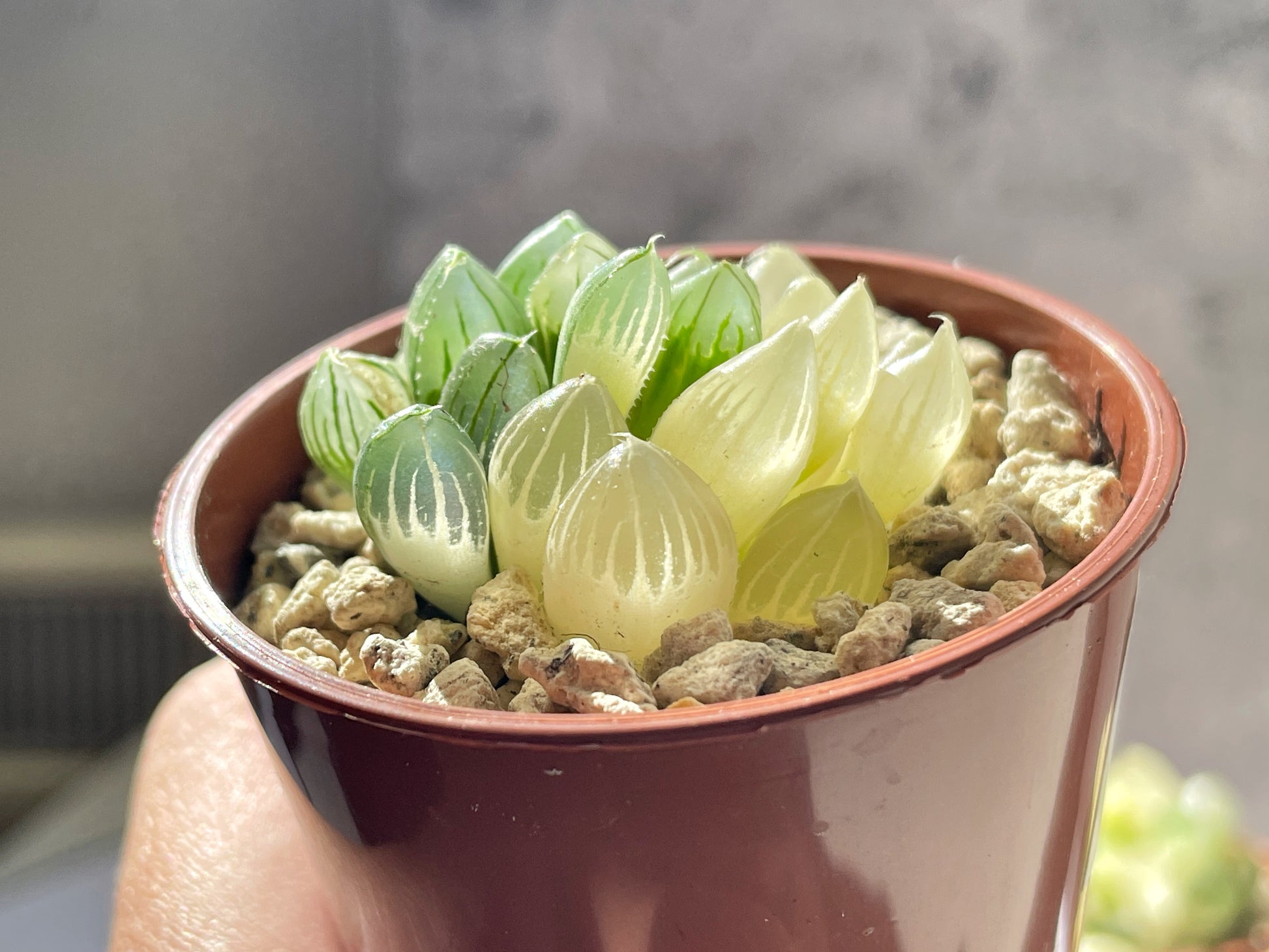 Haworthia Cooperi var Truncata Variegated - 