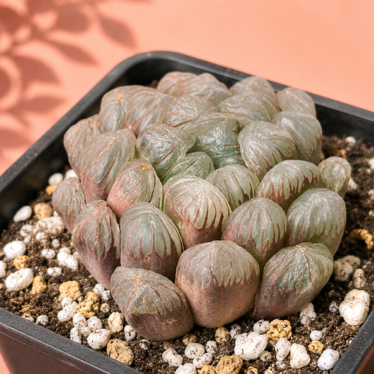 A close-up of a succulent plant with rounded, ribbed leaves in muted greenish-gray and dusty rose tones, growing in a black square pot filled with small white and tan pebbles and soil, against a peach background with soft leaf shadows.