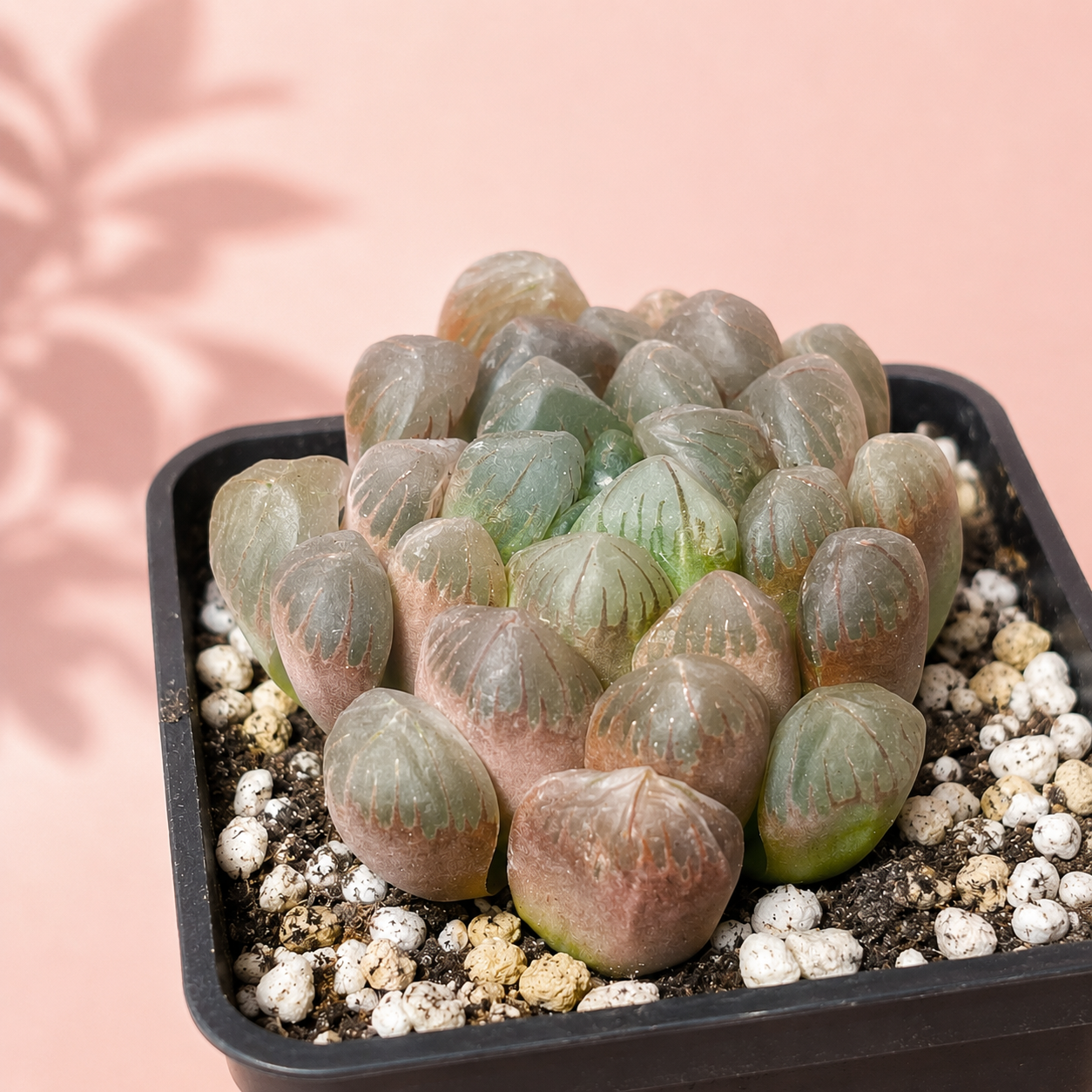 A close-up of a succulent plant with rounded, fleshy leaves in muted green and dusty rose tones, planted in a black square pot filled with white perlite and soil, against a soft pink background.