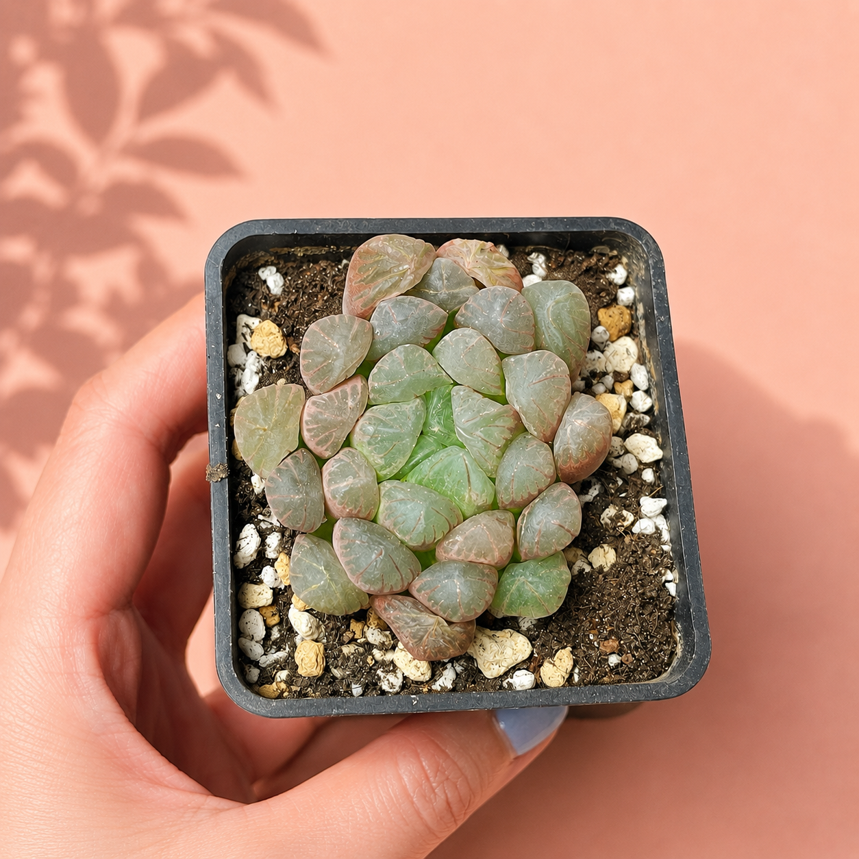A small succulent plant in a square black plastic pot being held by a hand against a warm peach background with leaf shadows.